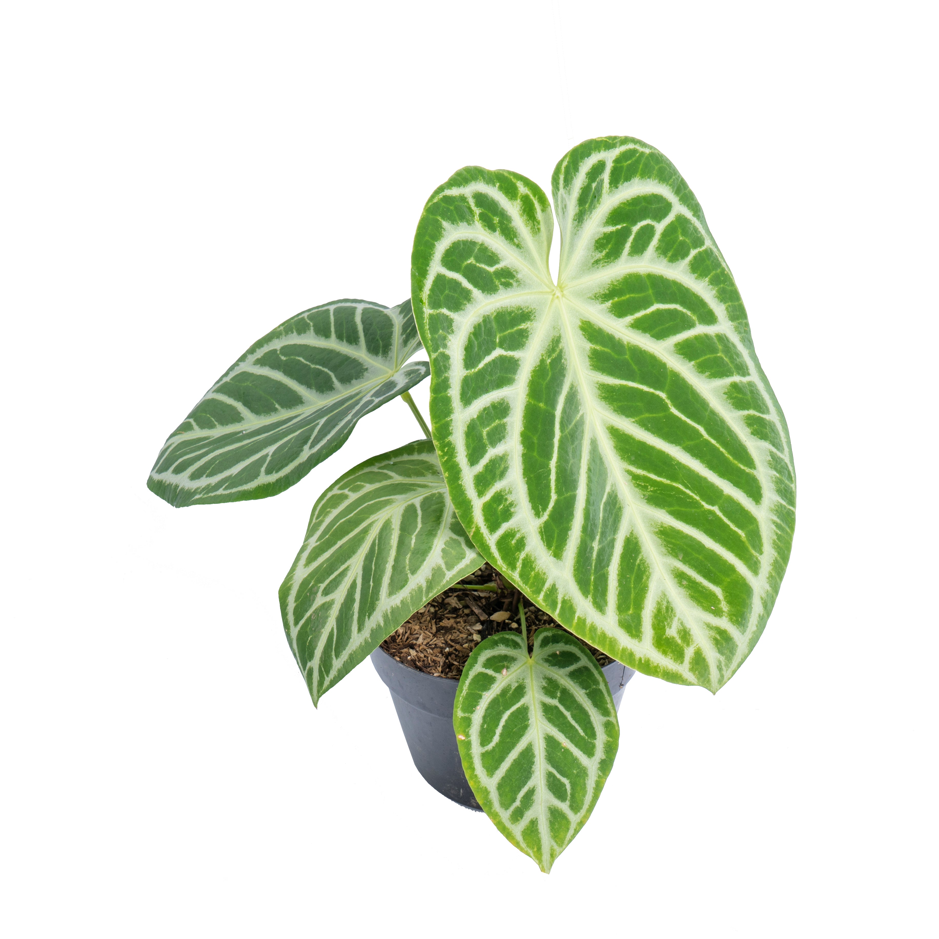 Anthurium Silver Blush - Aroidmarket