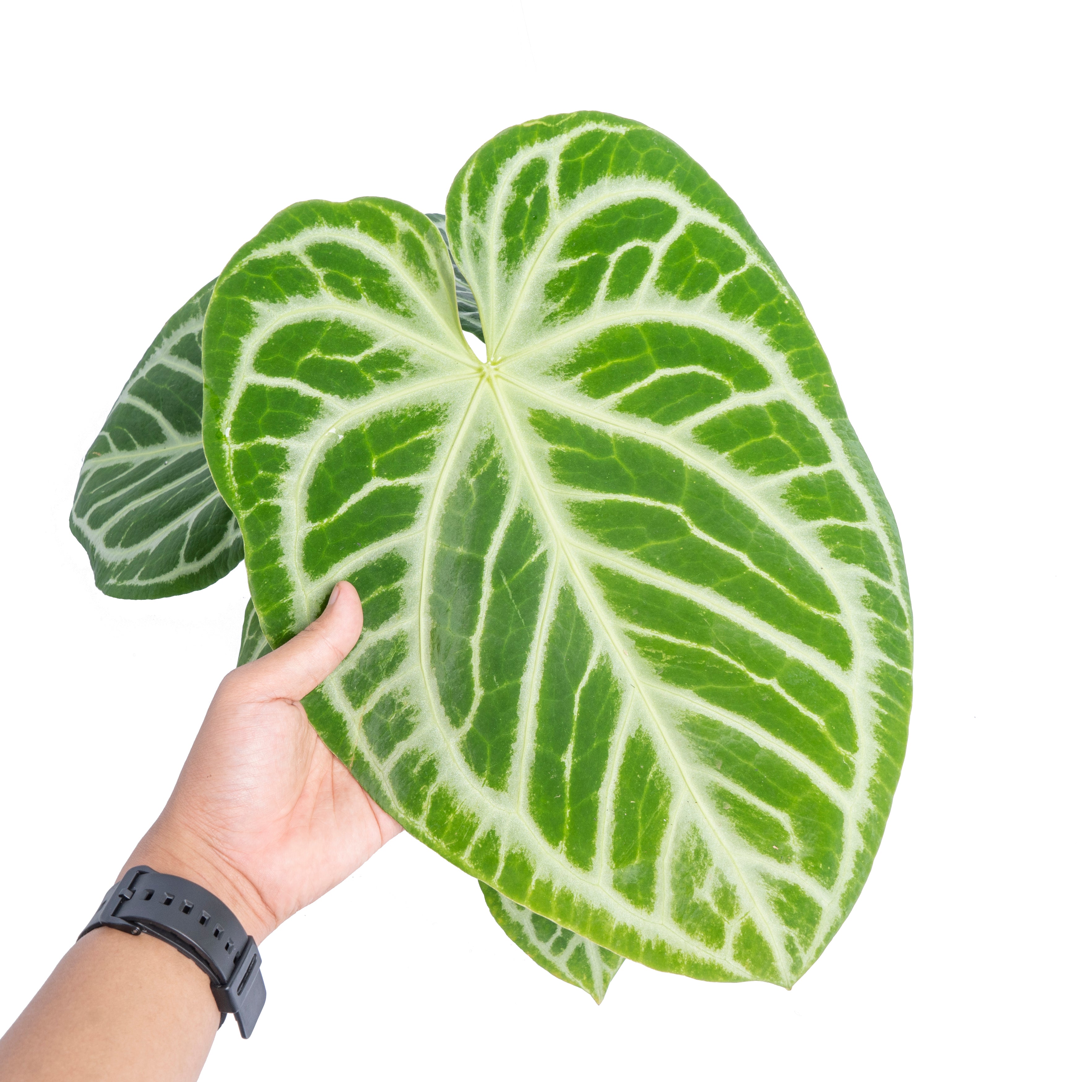Anthurium Silver Blush - Aroidmarket
