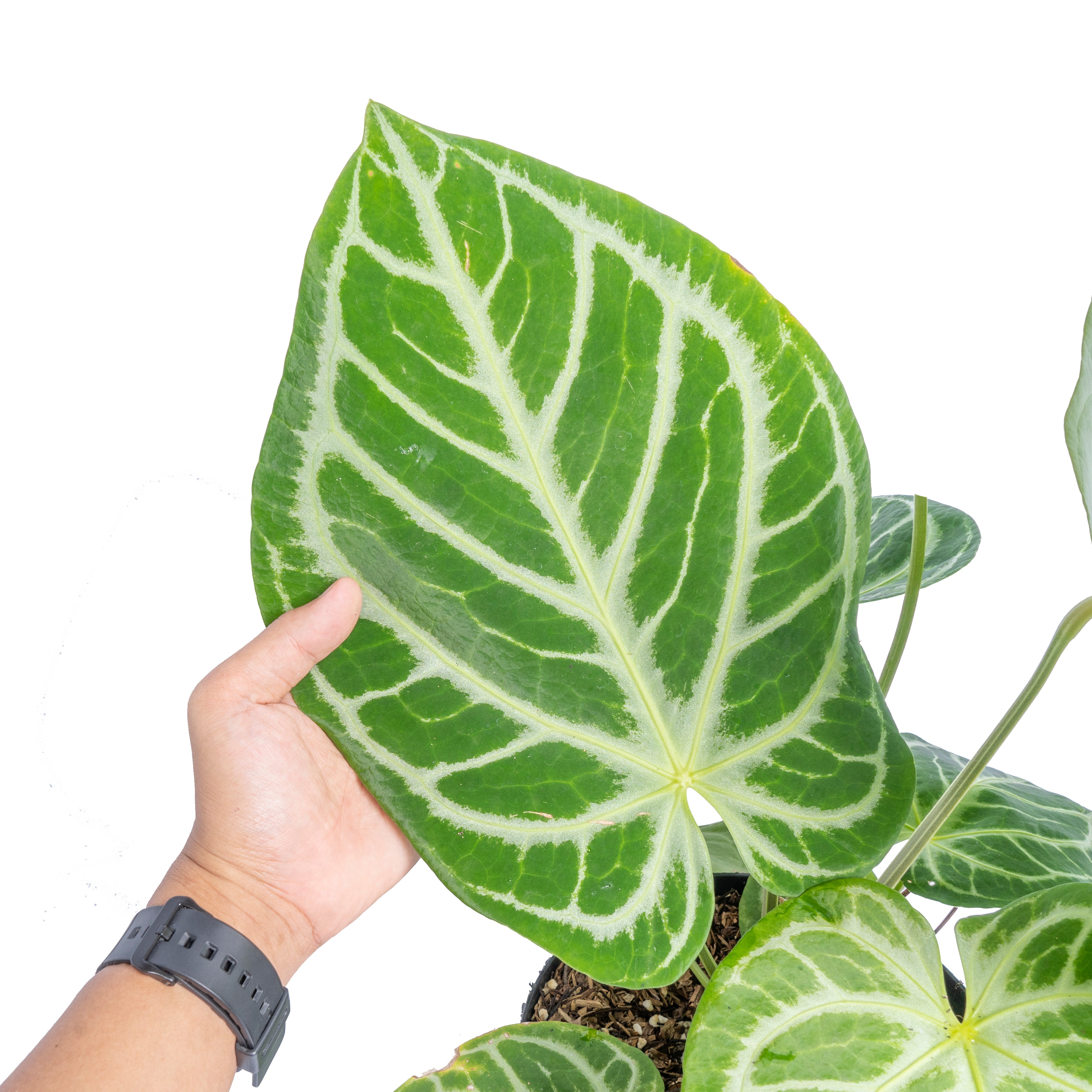 Anthurium Silver Blush - Aroidmarket