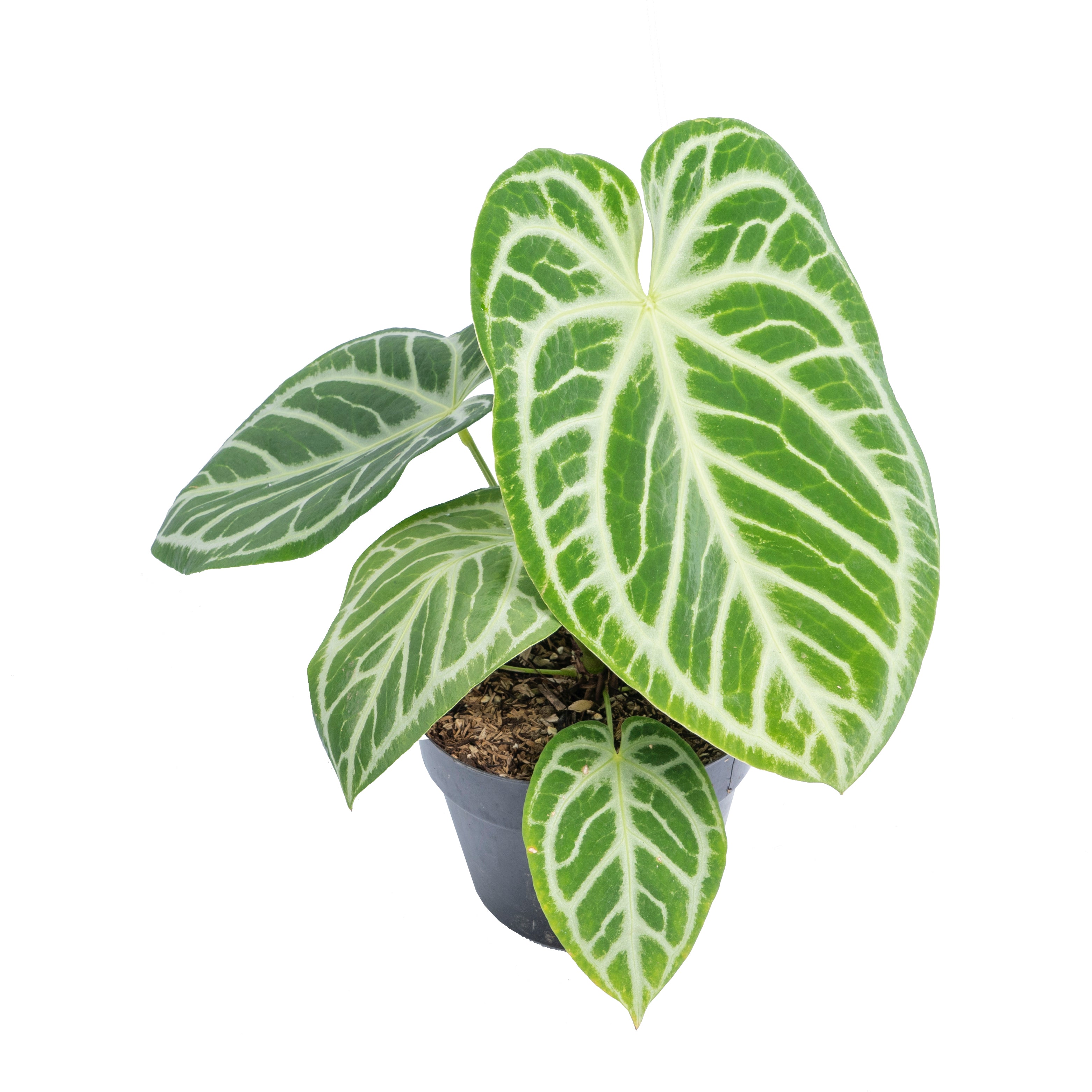 Anthurium Silver Blush - Aroidmarket
