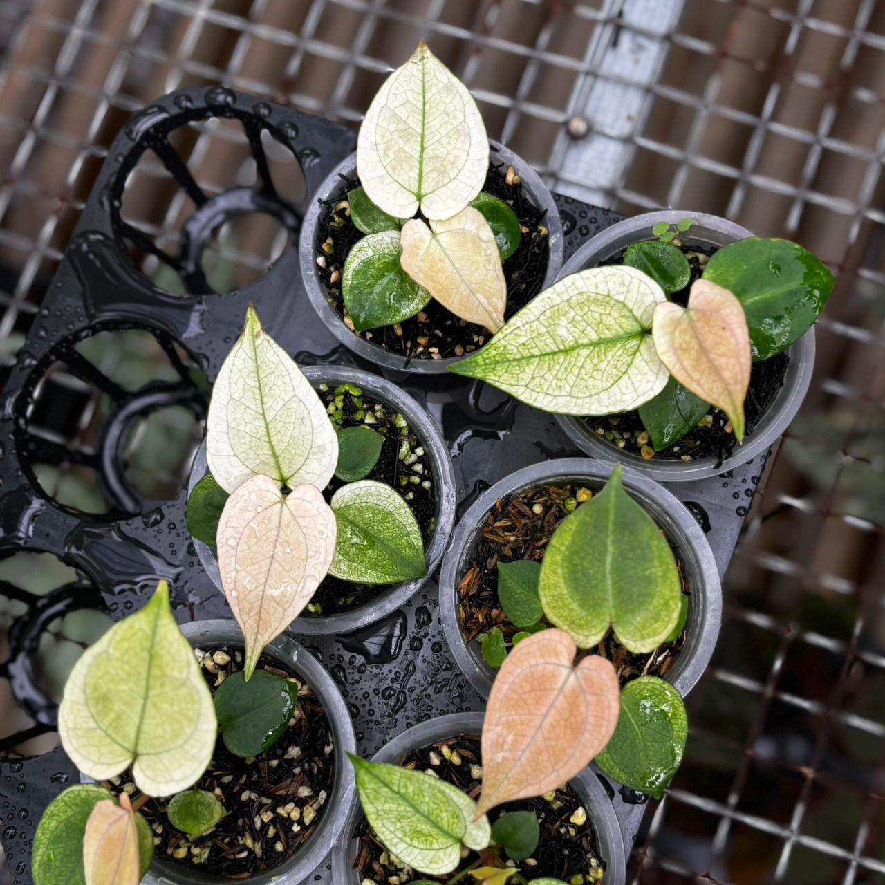 Anthurium Silver Blush White Mint Variegated (Seedling) – Wholesale Bundle 5 pcs