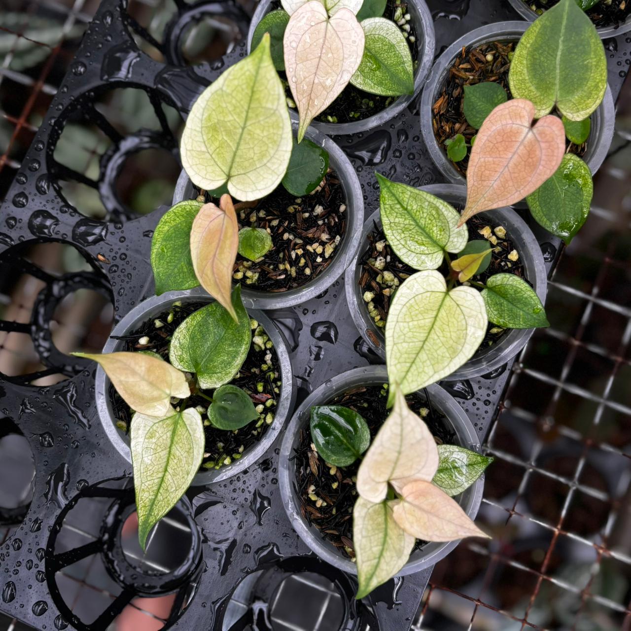 Anthurium Silver Blush White Mint Variegated (Seedling) – Wholesale Bundle 5 pcs