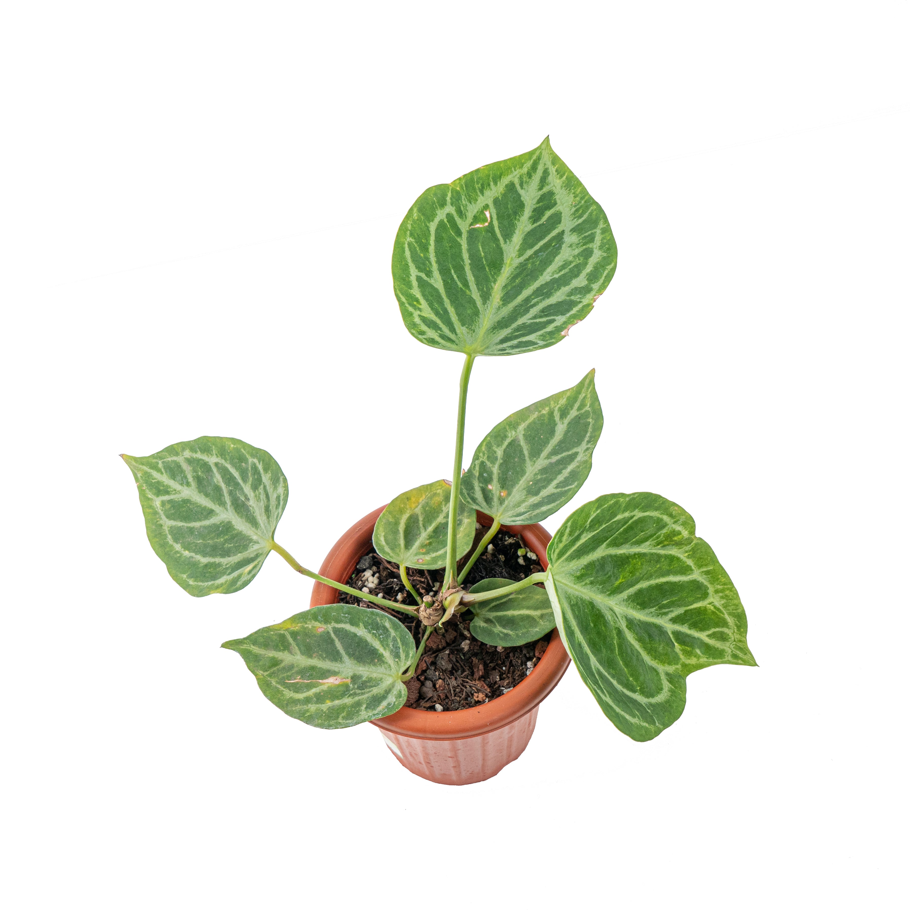 Anthurium Silver blush x KOS/HU ( King of spades)
