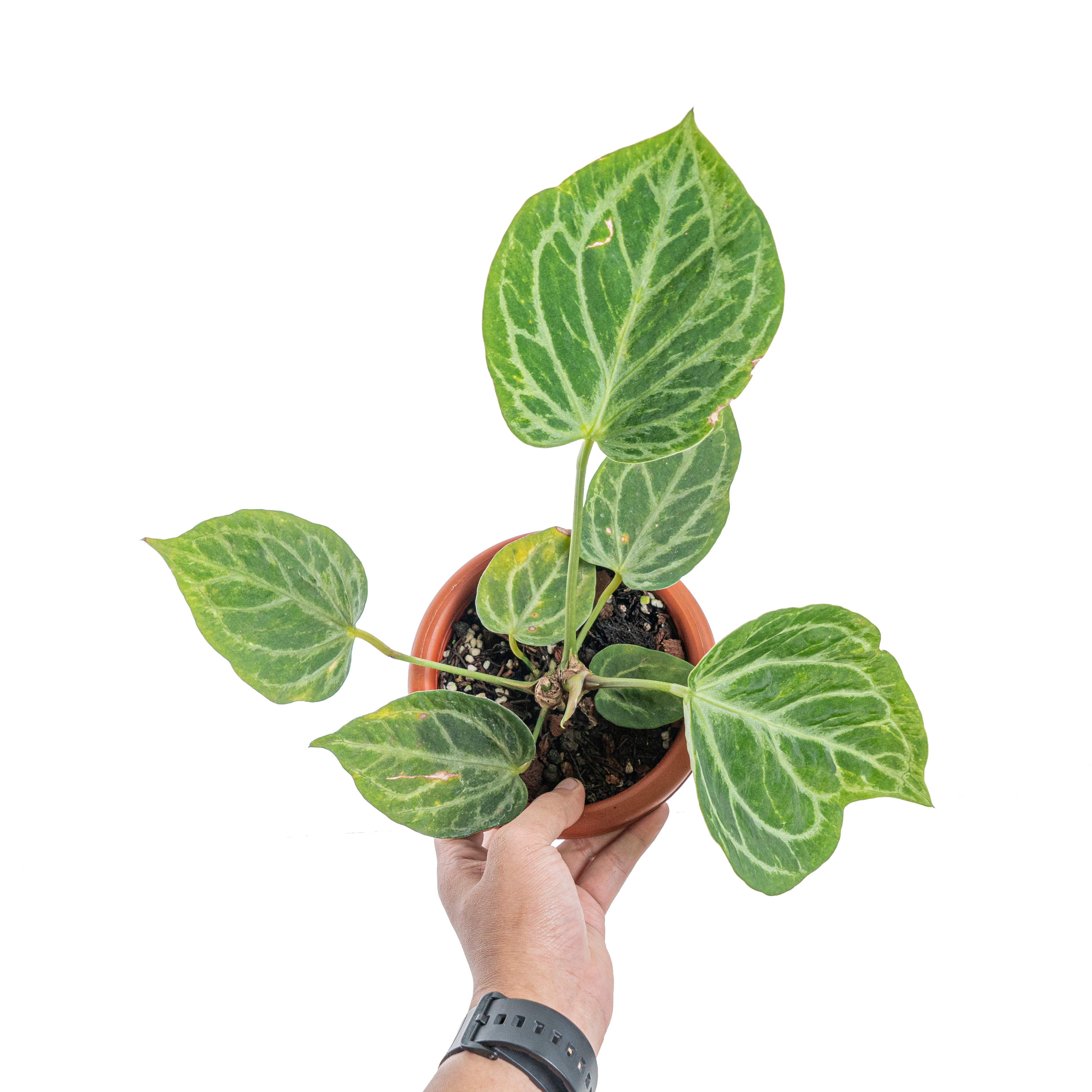 Anthurium Silver blush x KOS/HU ( King of spades)