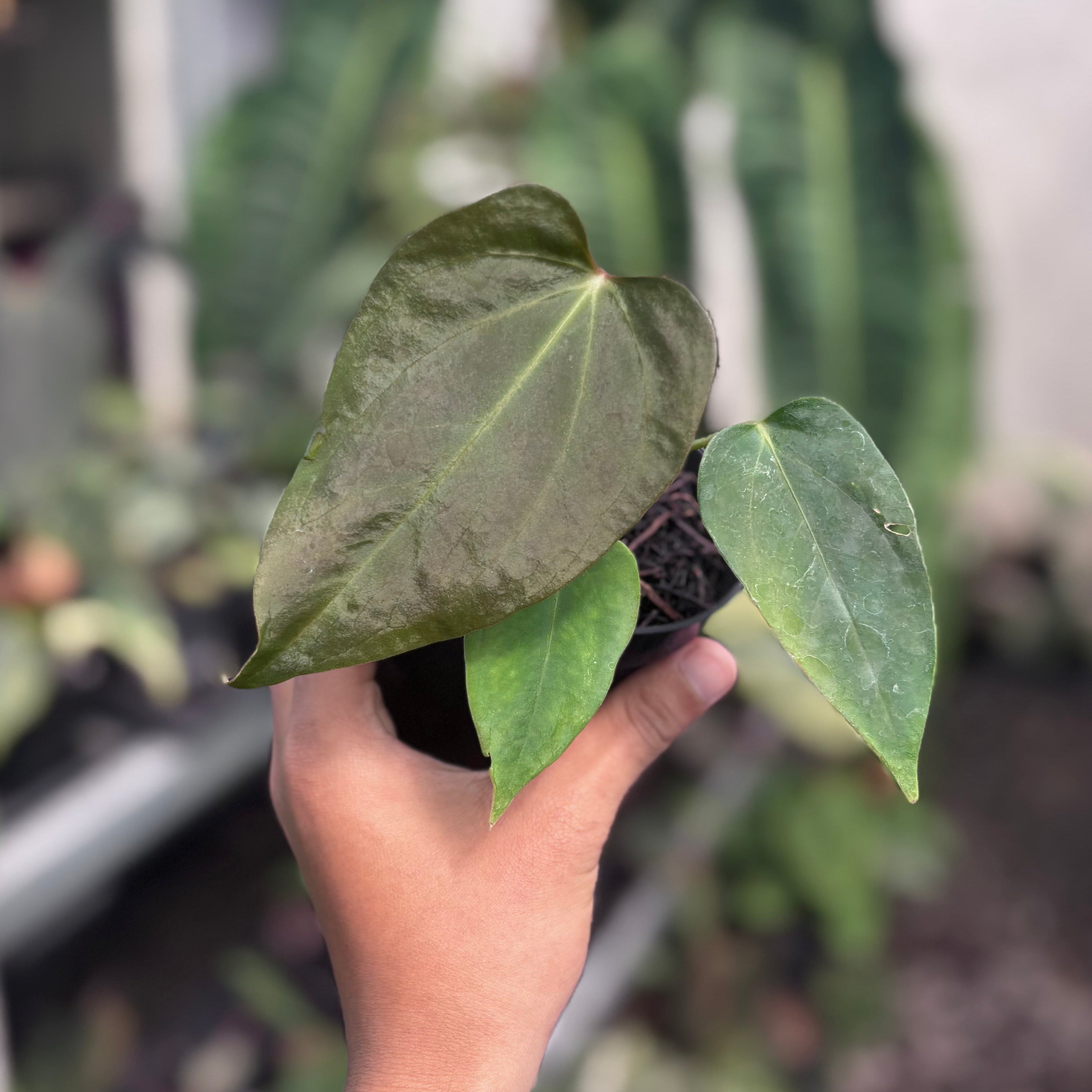 Anthurium_Sp_Nov_DF.jpg?crop=