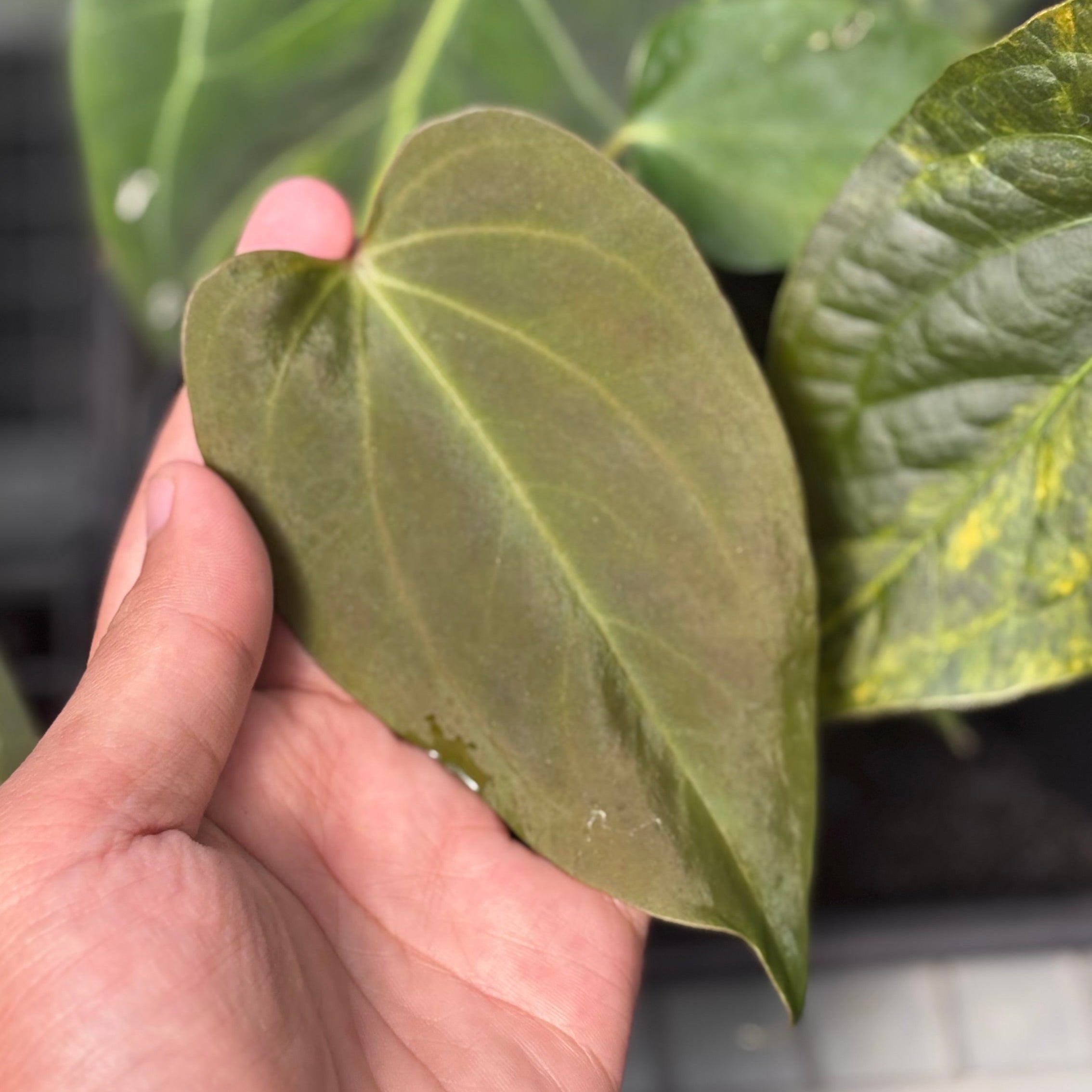 Anthurium Sp Nov DF