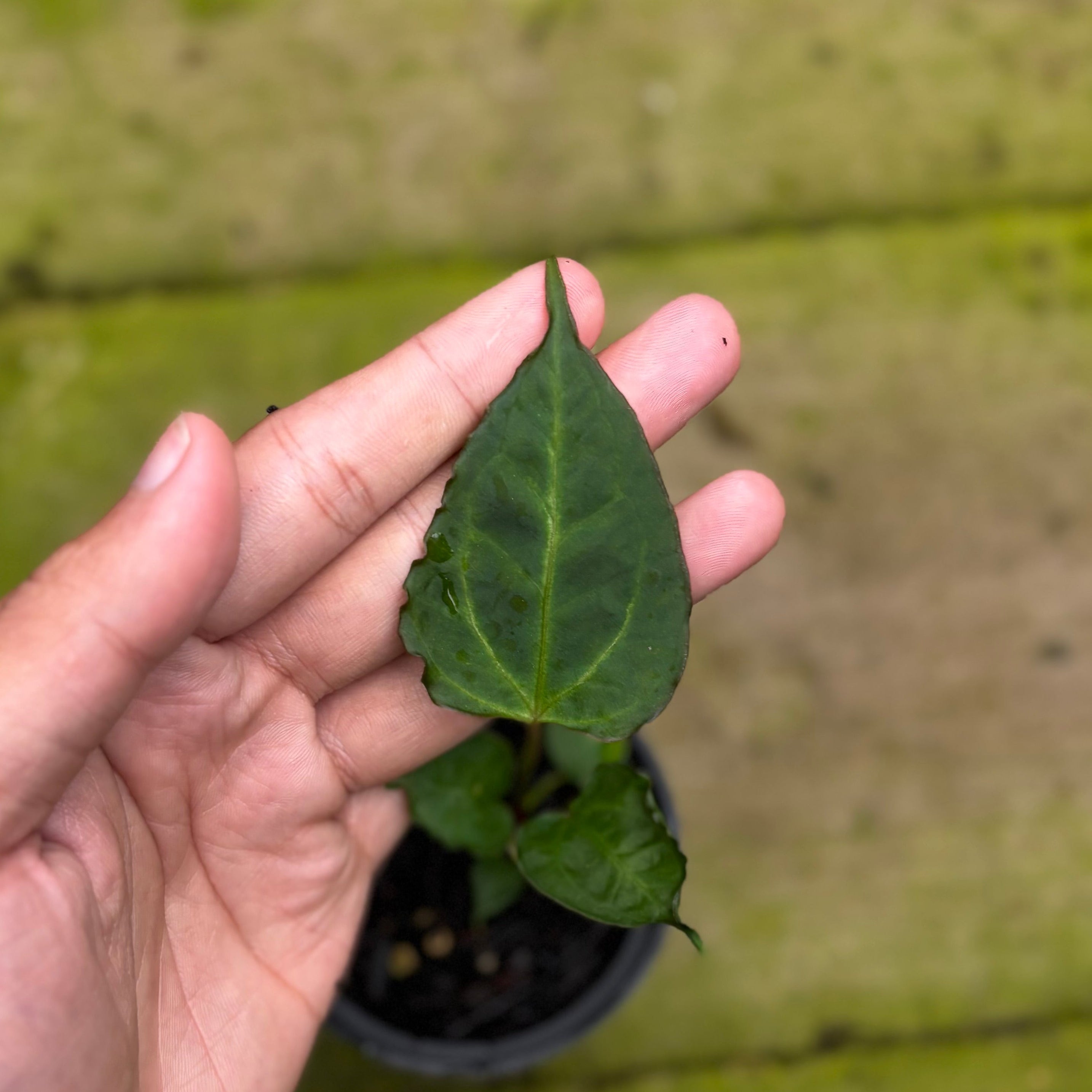 Anthurium (Xone x Porti) x Muchlis