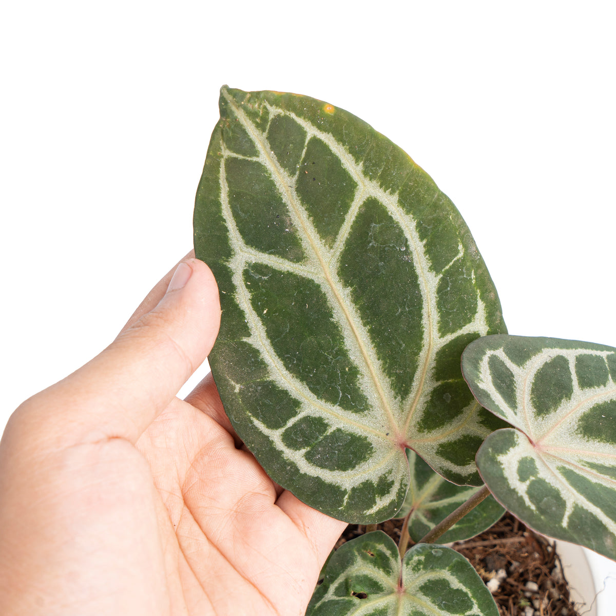 Anthurium besseae x red crystallinum
