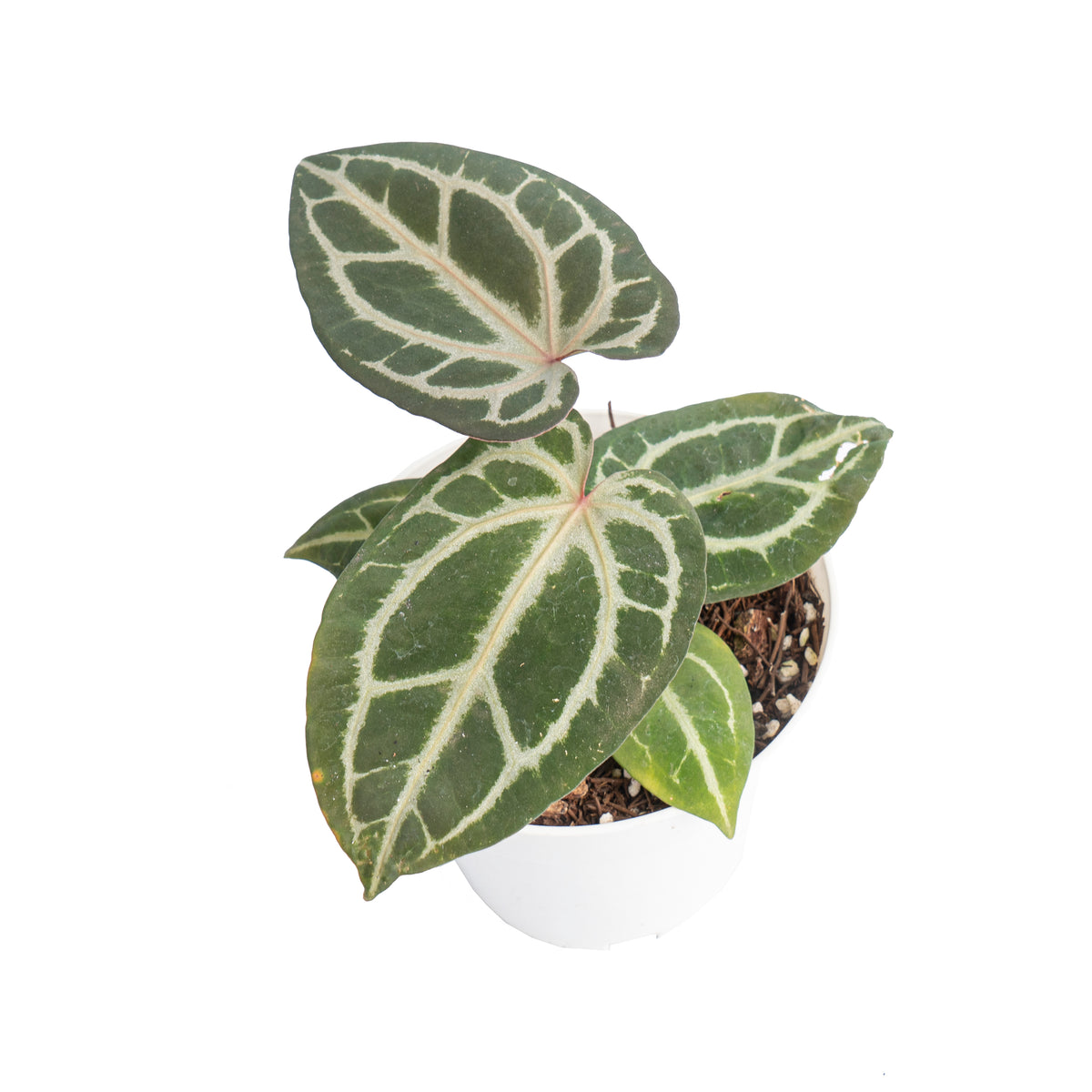 Anthurium besseae x red crystallinum