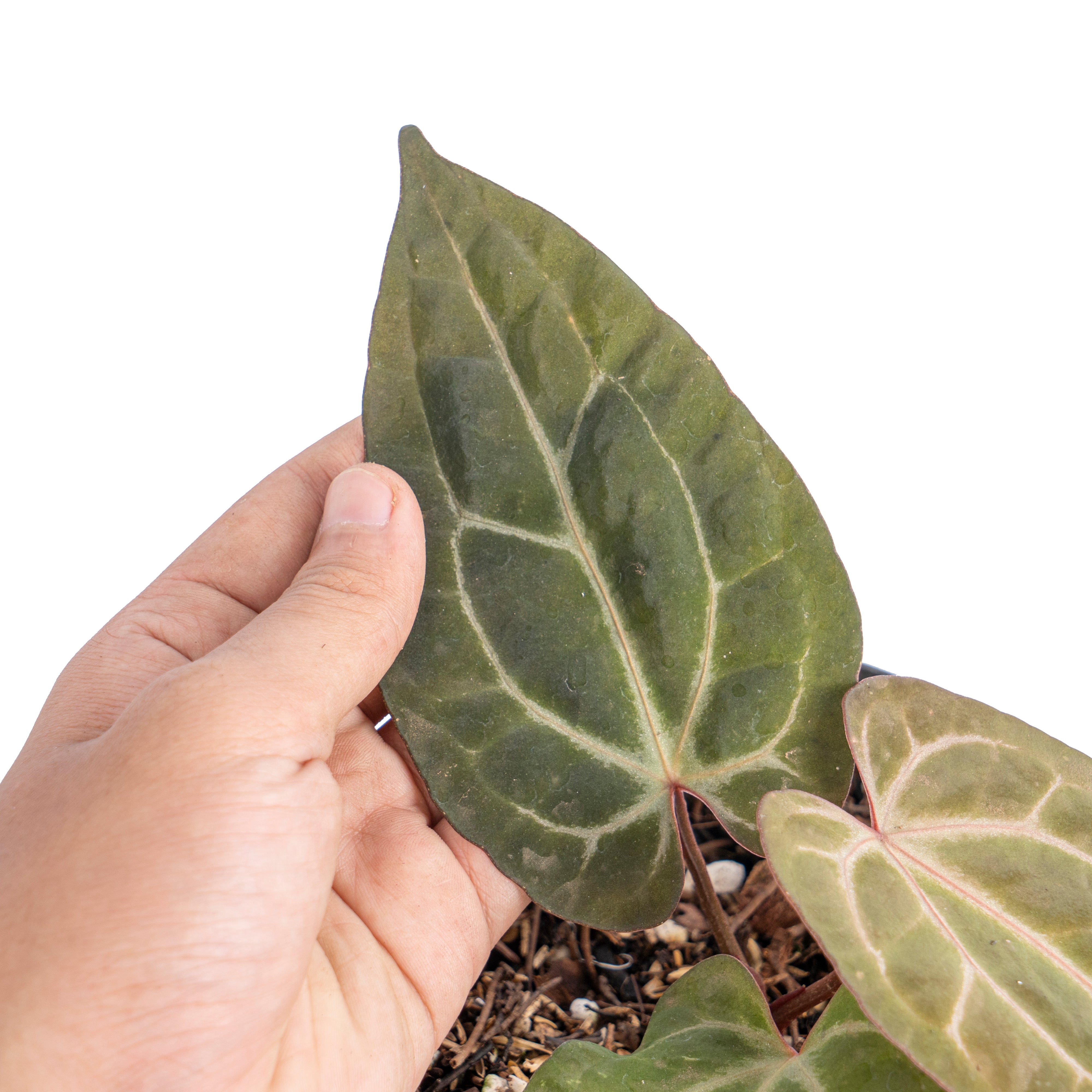 Anthurium black velvet indo type x  (zara x michelle)