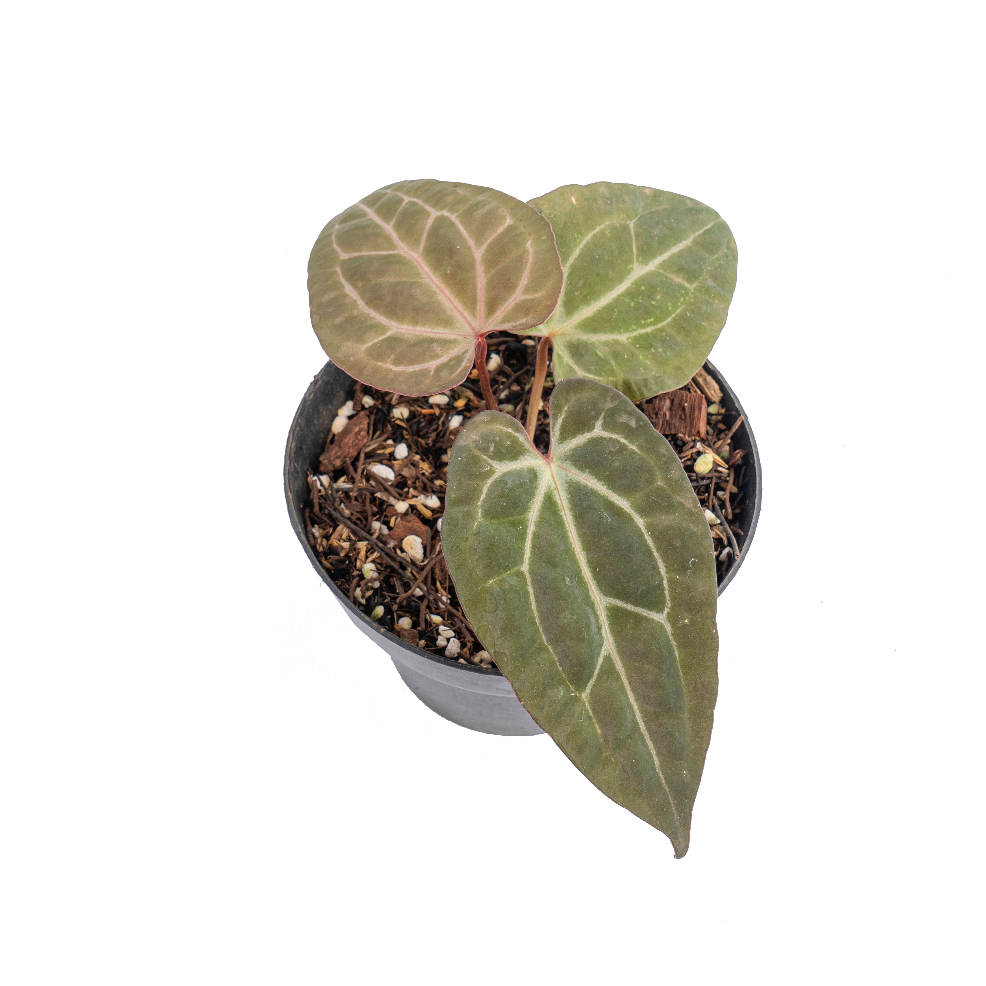 Anthurium black velvet indo type x  (zara x michelle)