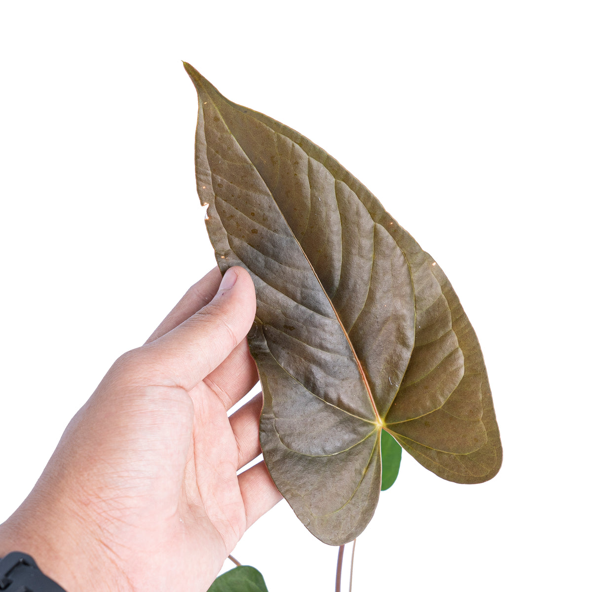 Anthurium chamberlainii