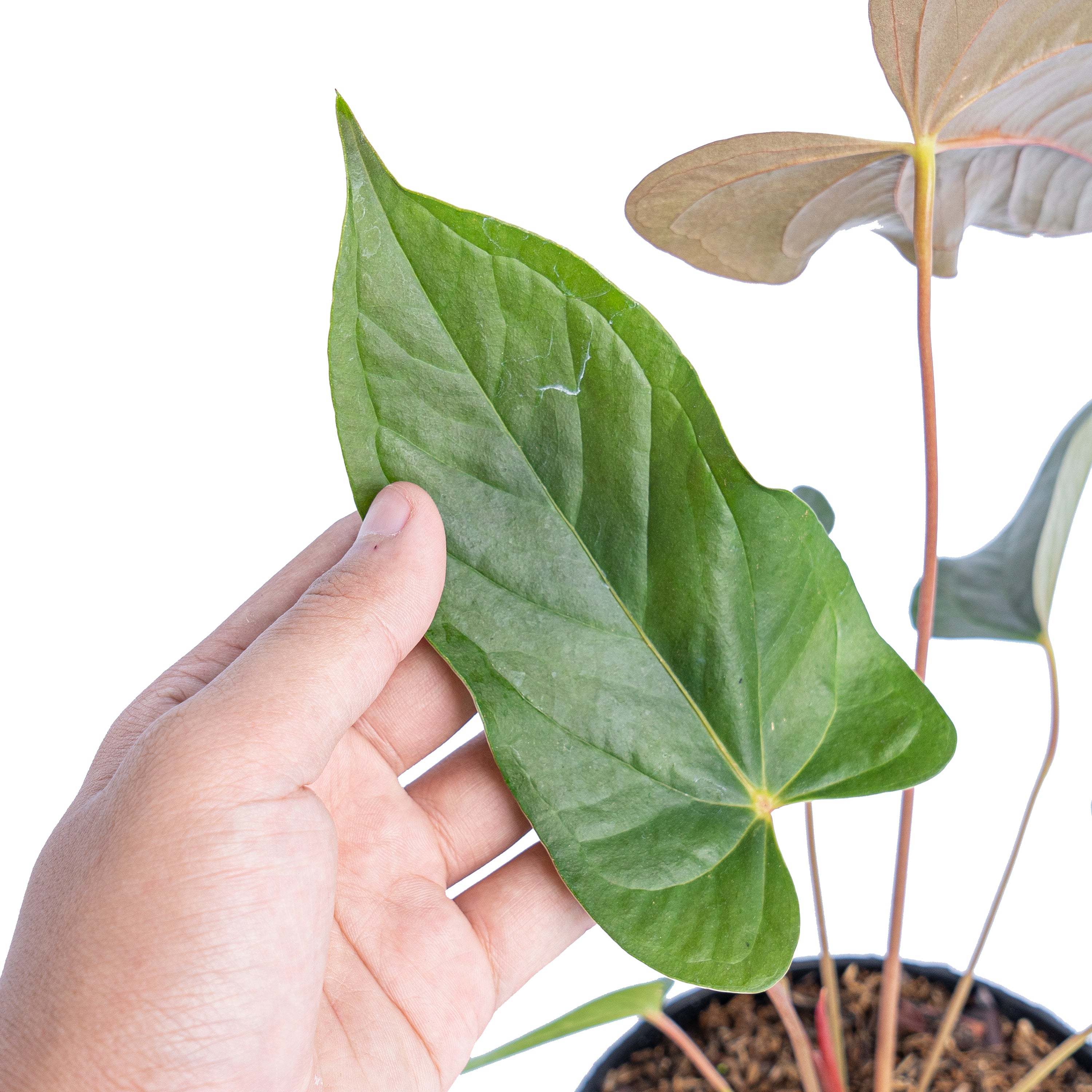 Anthurium chamberlainii
