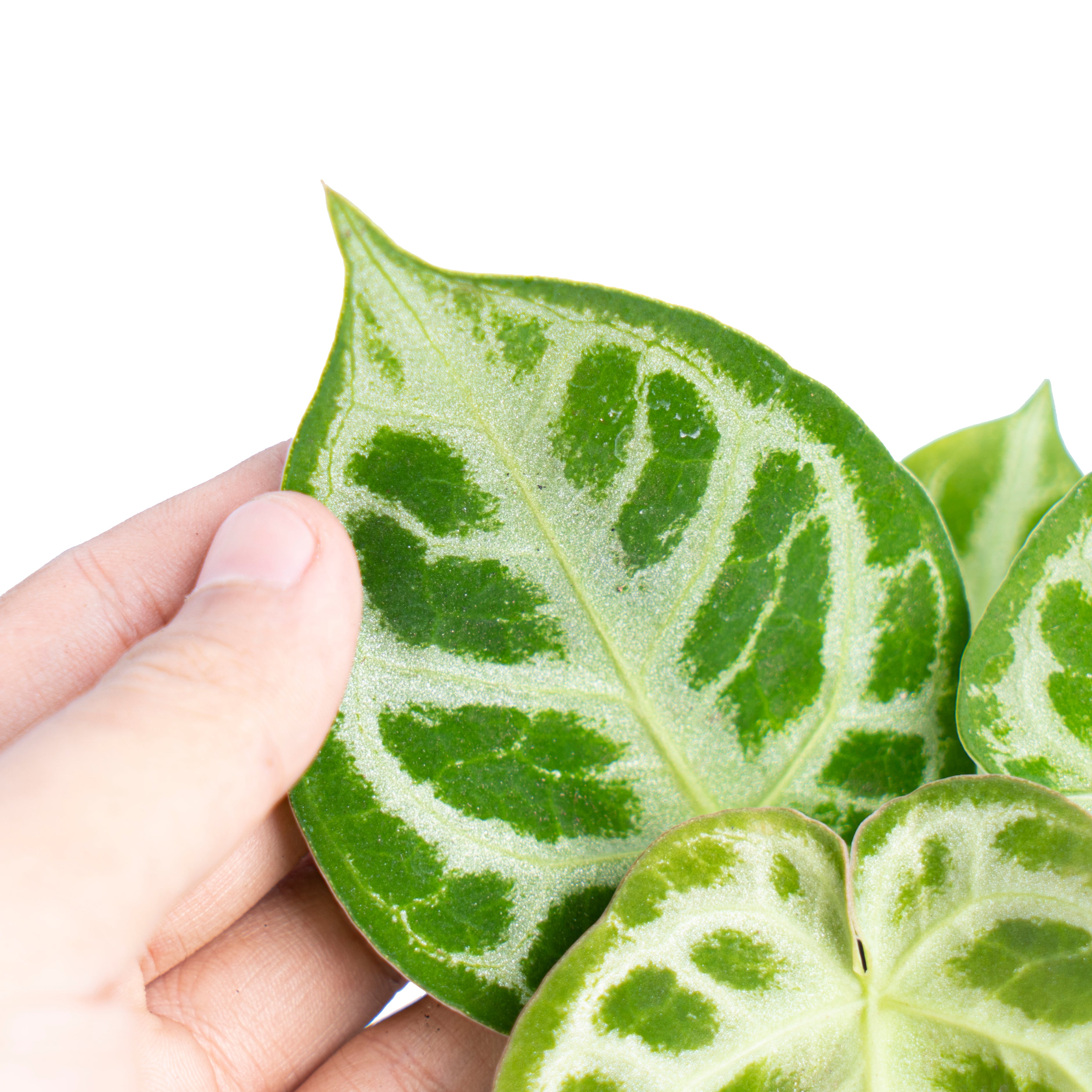 Anthurium dorayaki silver