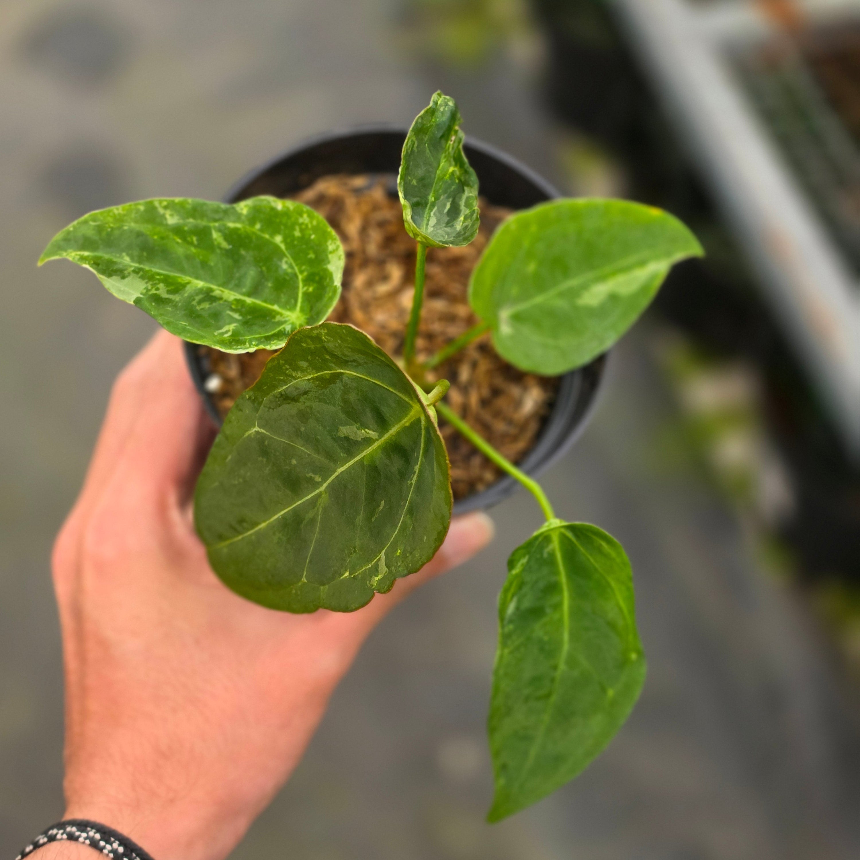 Anthurium forgetii variegated