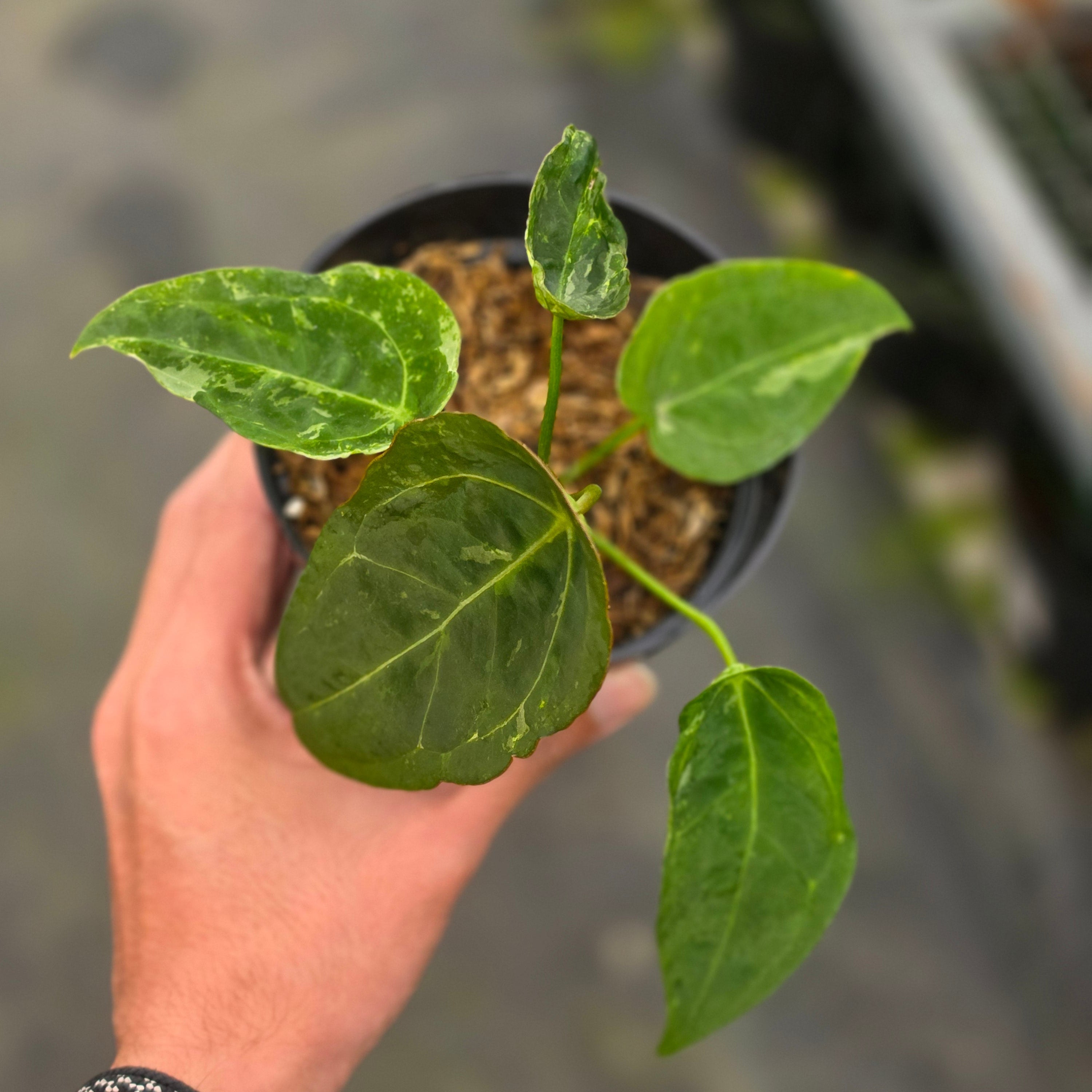 Anthurium forgetii variegated