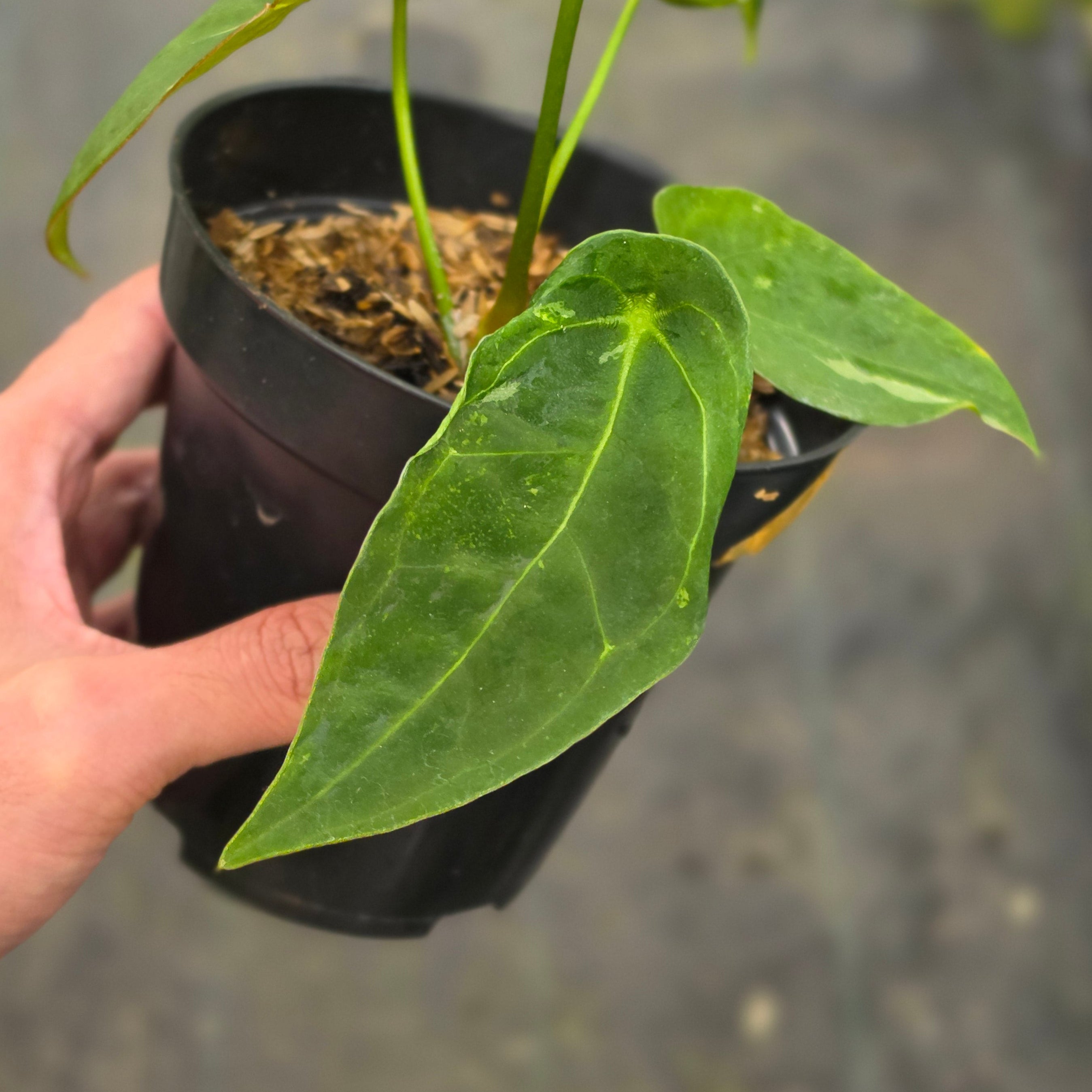 Anthurium forgetii variegated