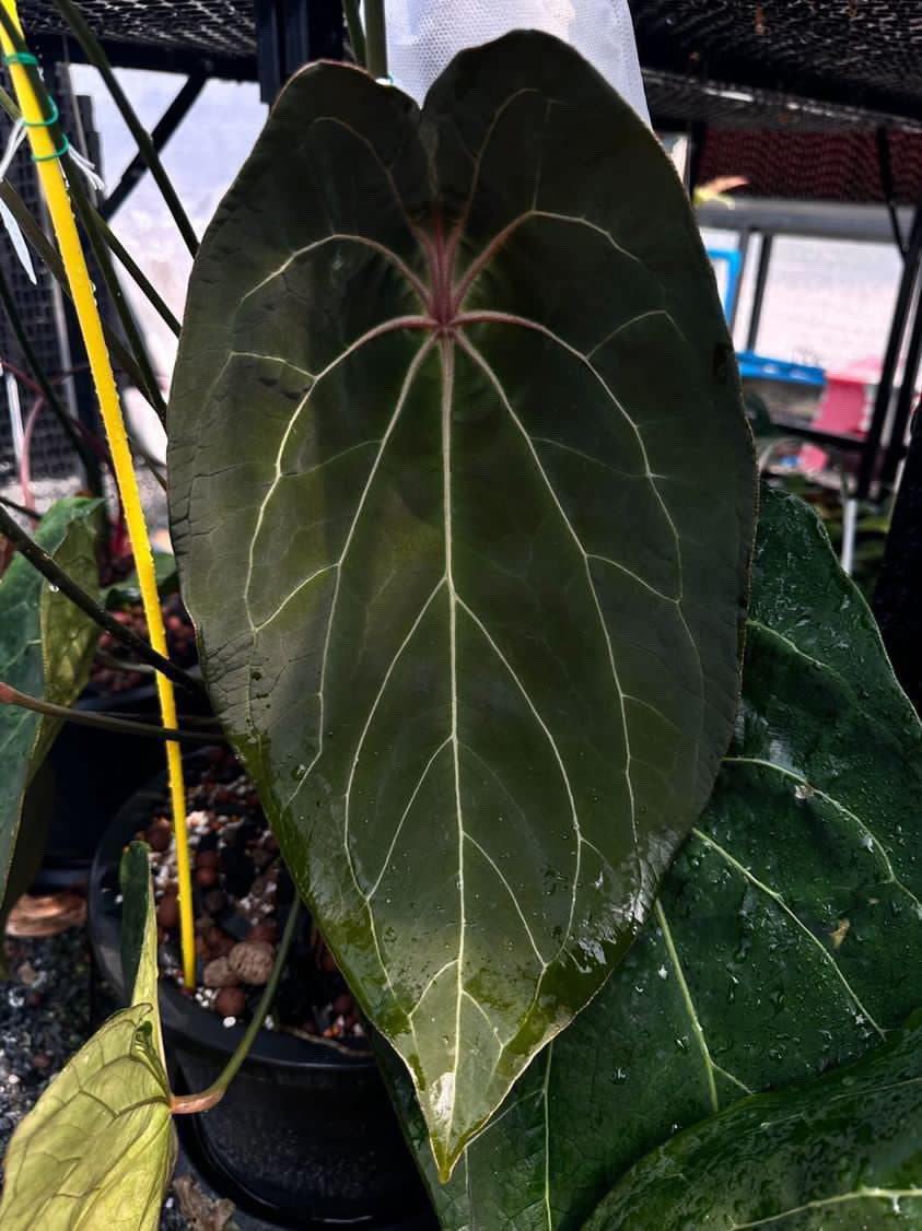 Anthurium forgetii variegated x Red spider (seeds)