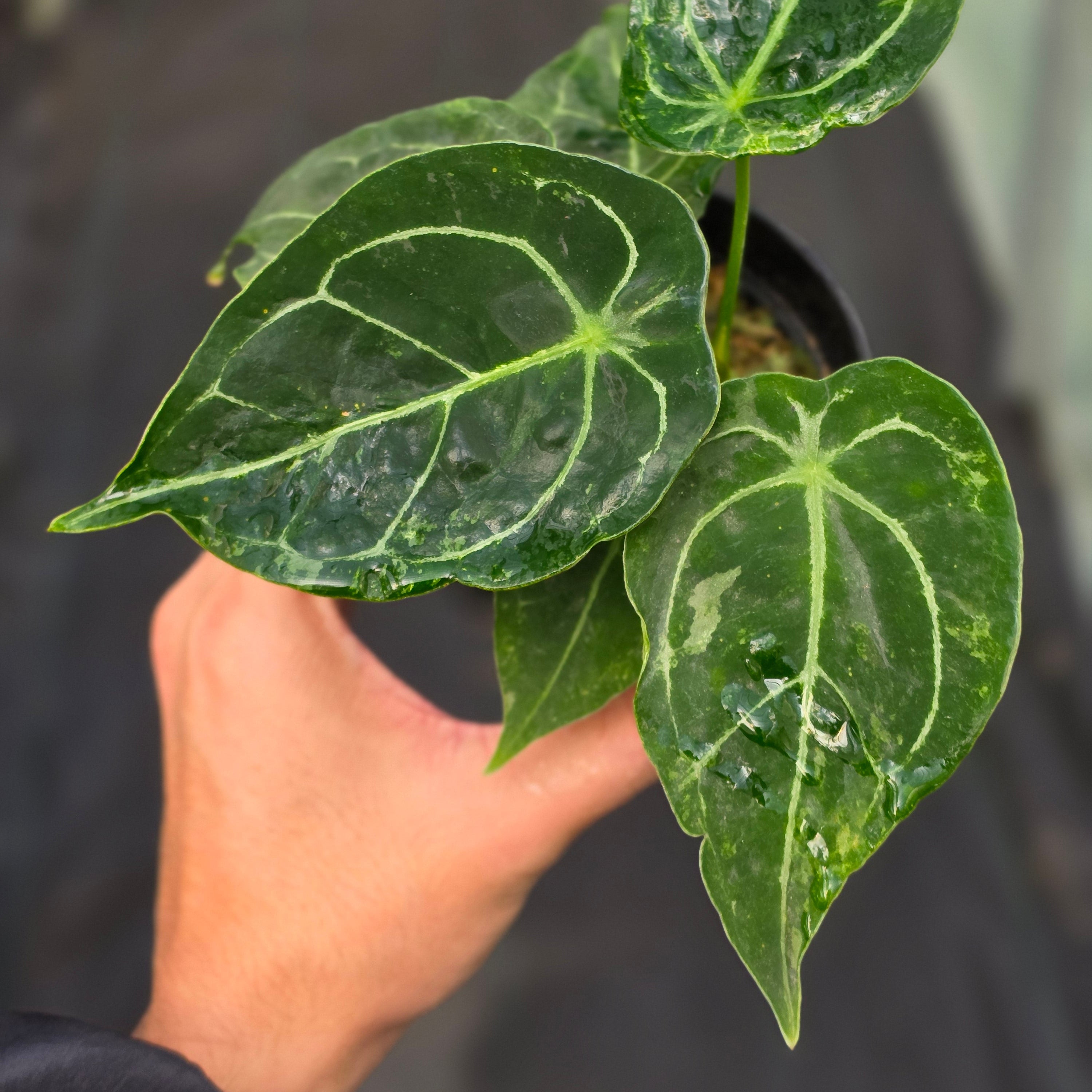 Anthurium forgetii variegated x papilaminum
