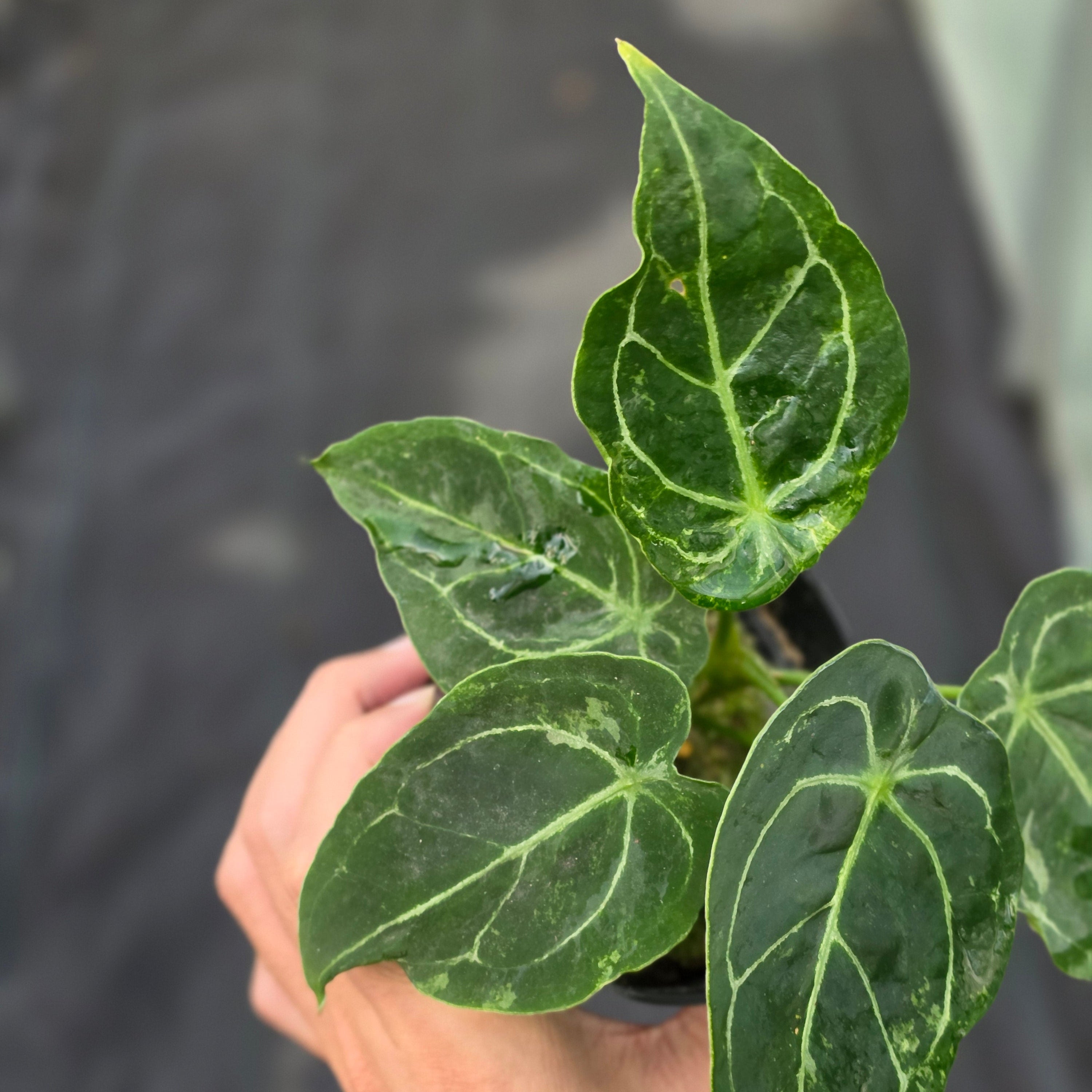 Anthurium forgetii variegated x papilaminum