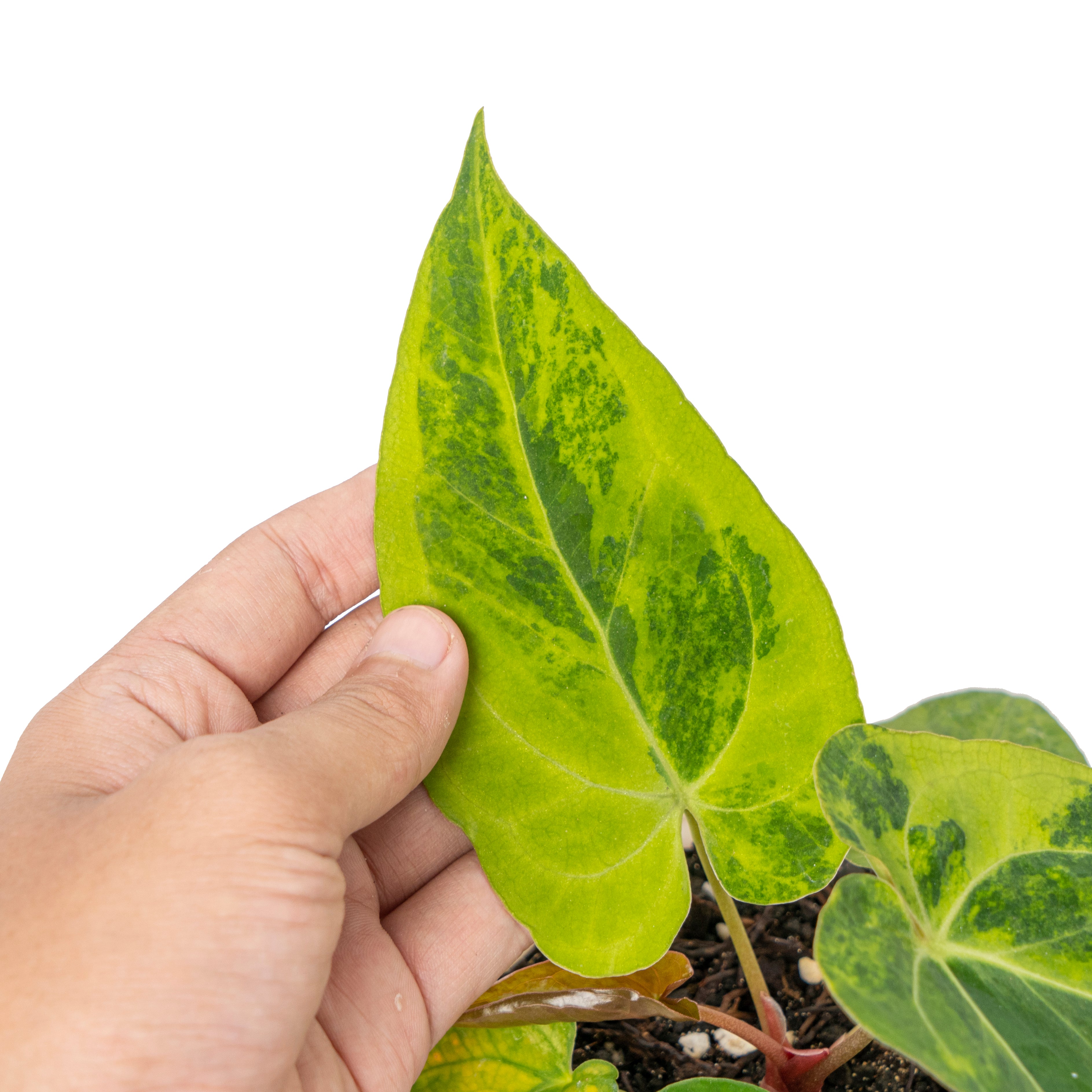 Anthurium green sinam variegated