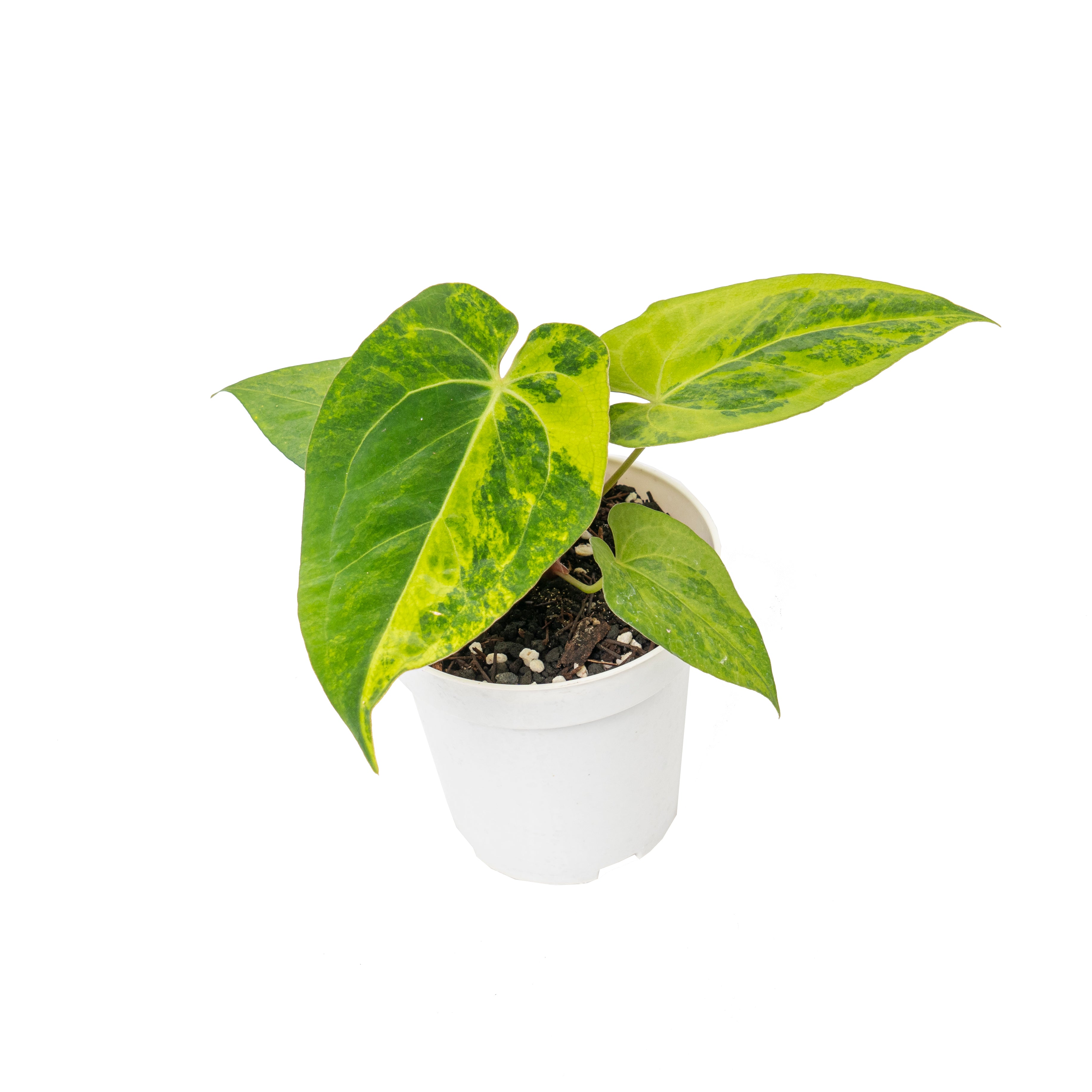 Anthurium green sinam variegated