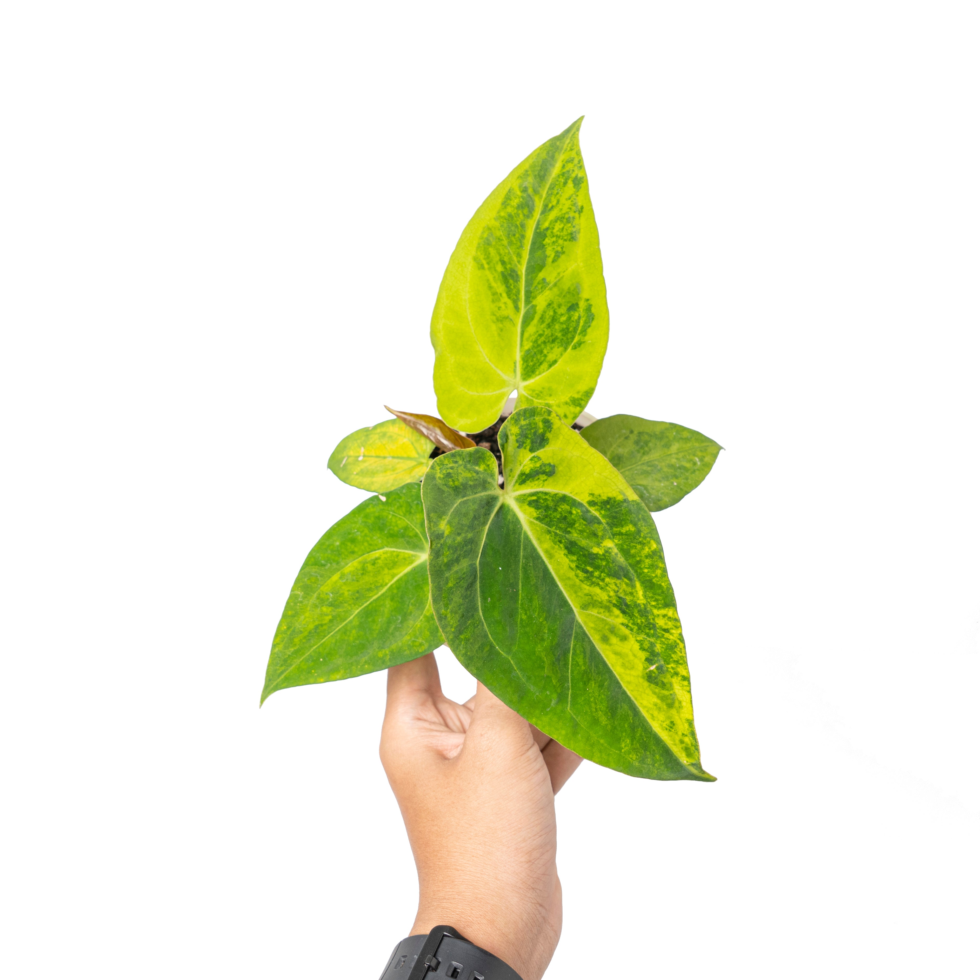 Anthurium green sinam variegated