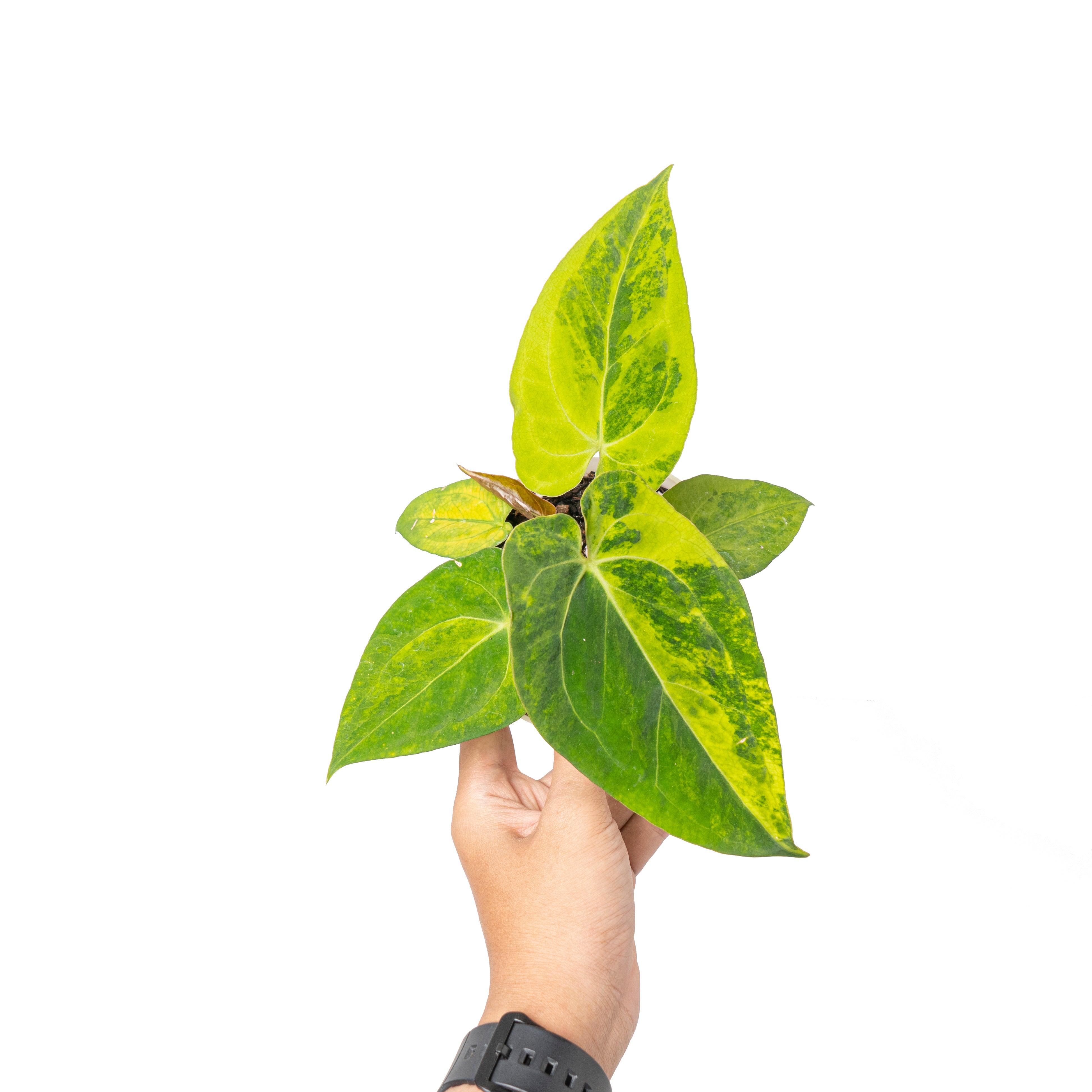 Anthurium green sinam variegated
