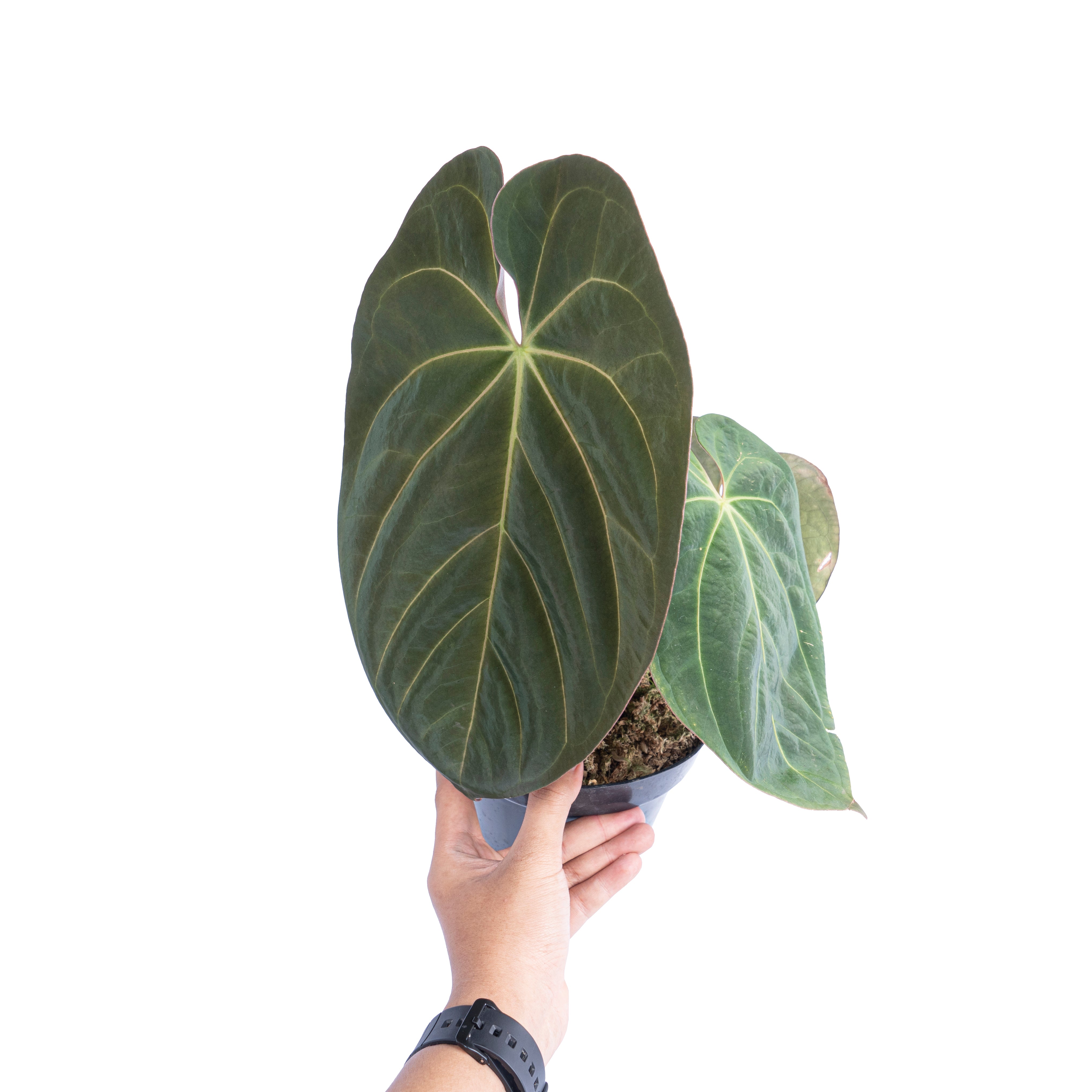 Anthurium hoffmanii hybrid - Mature size