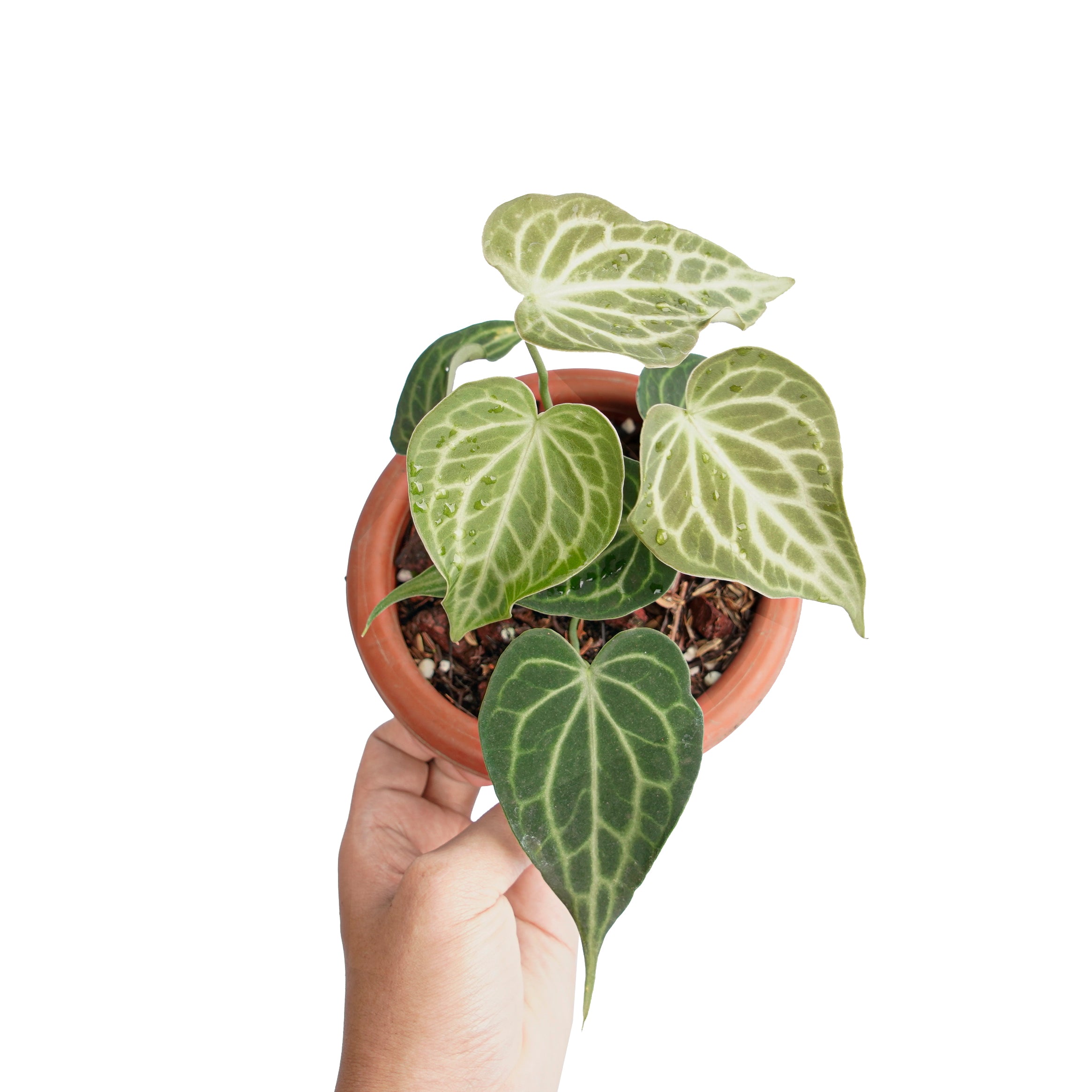 Anthurium king clarinervium