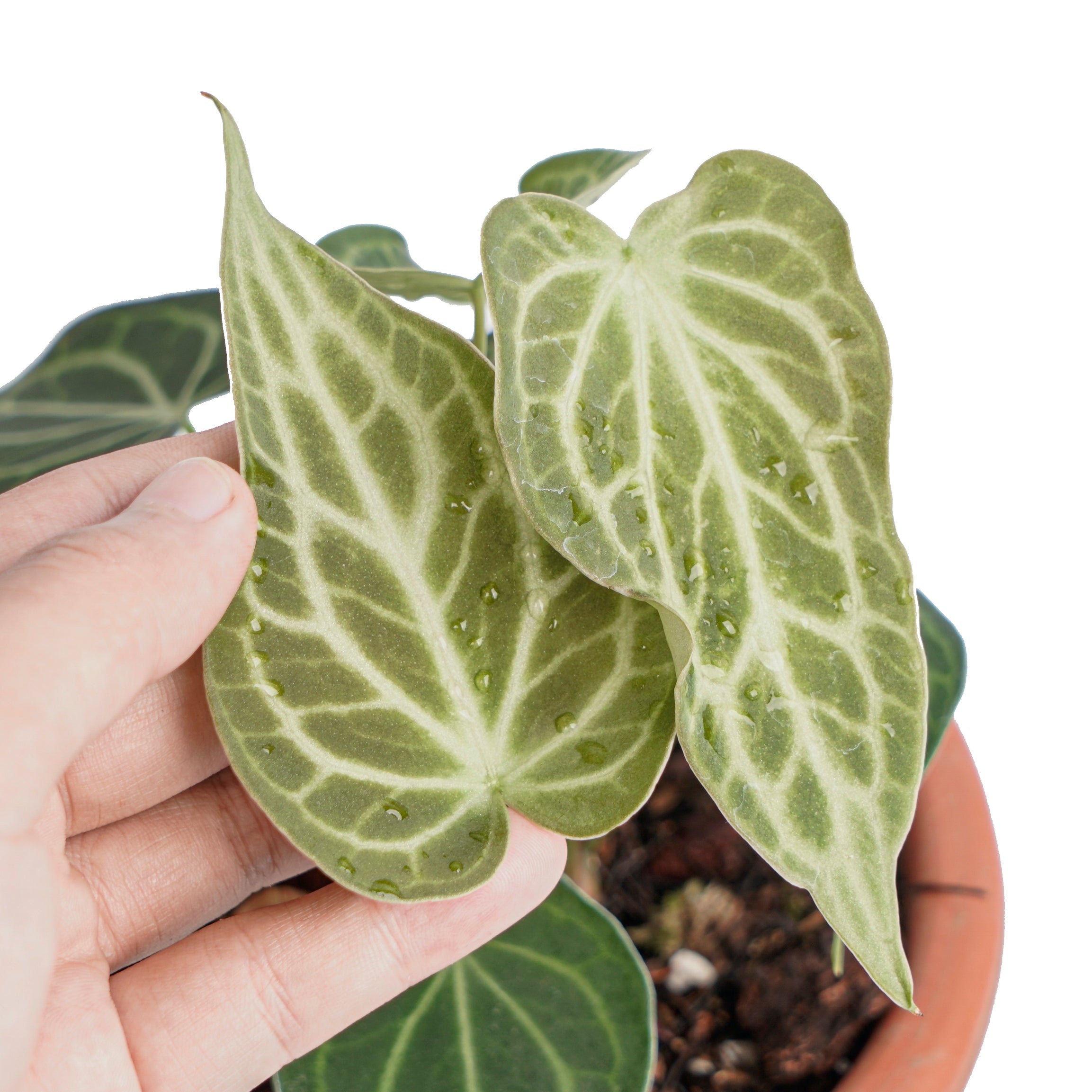 Anthurium king clarinervium