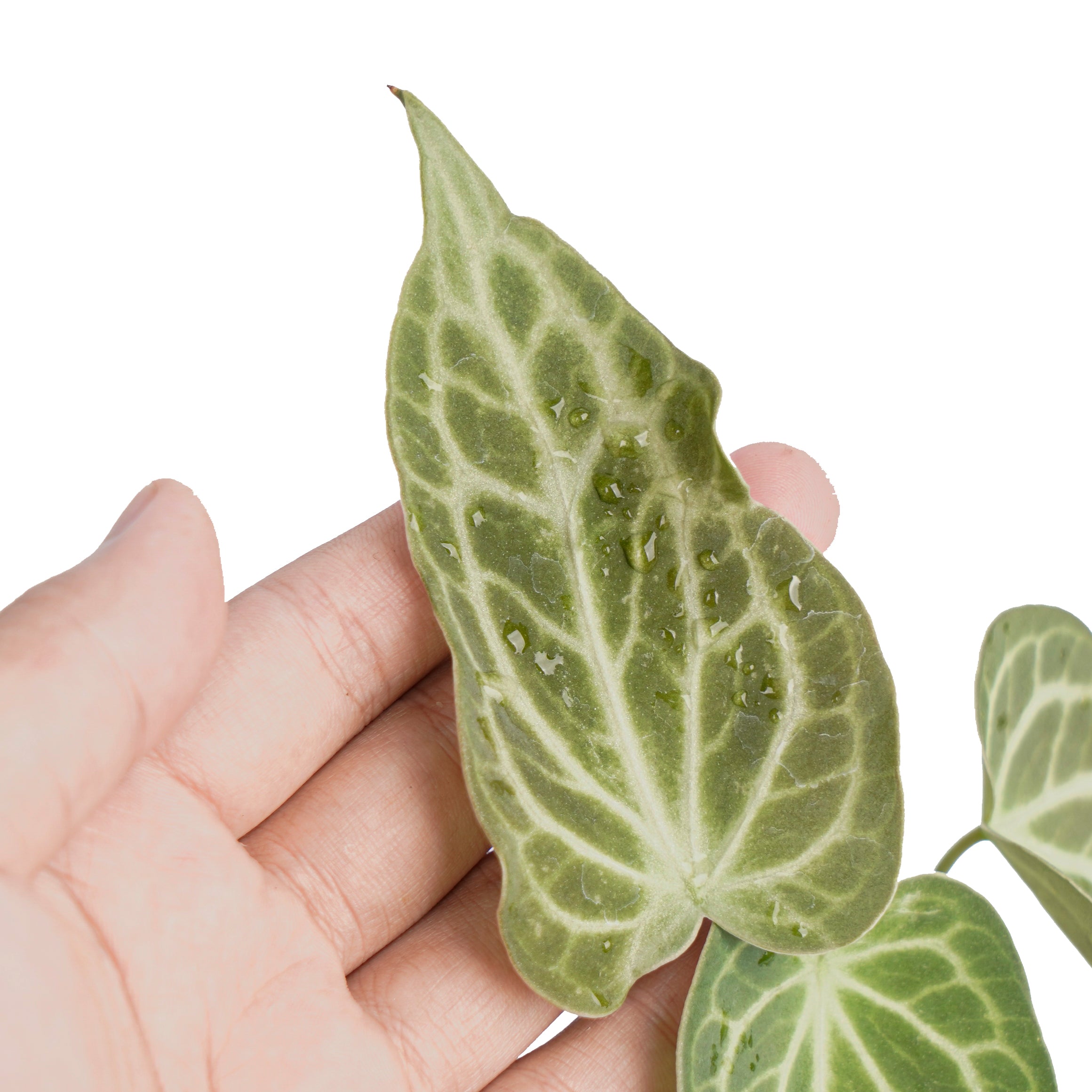 Anthurium king clarinervium