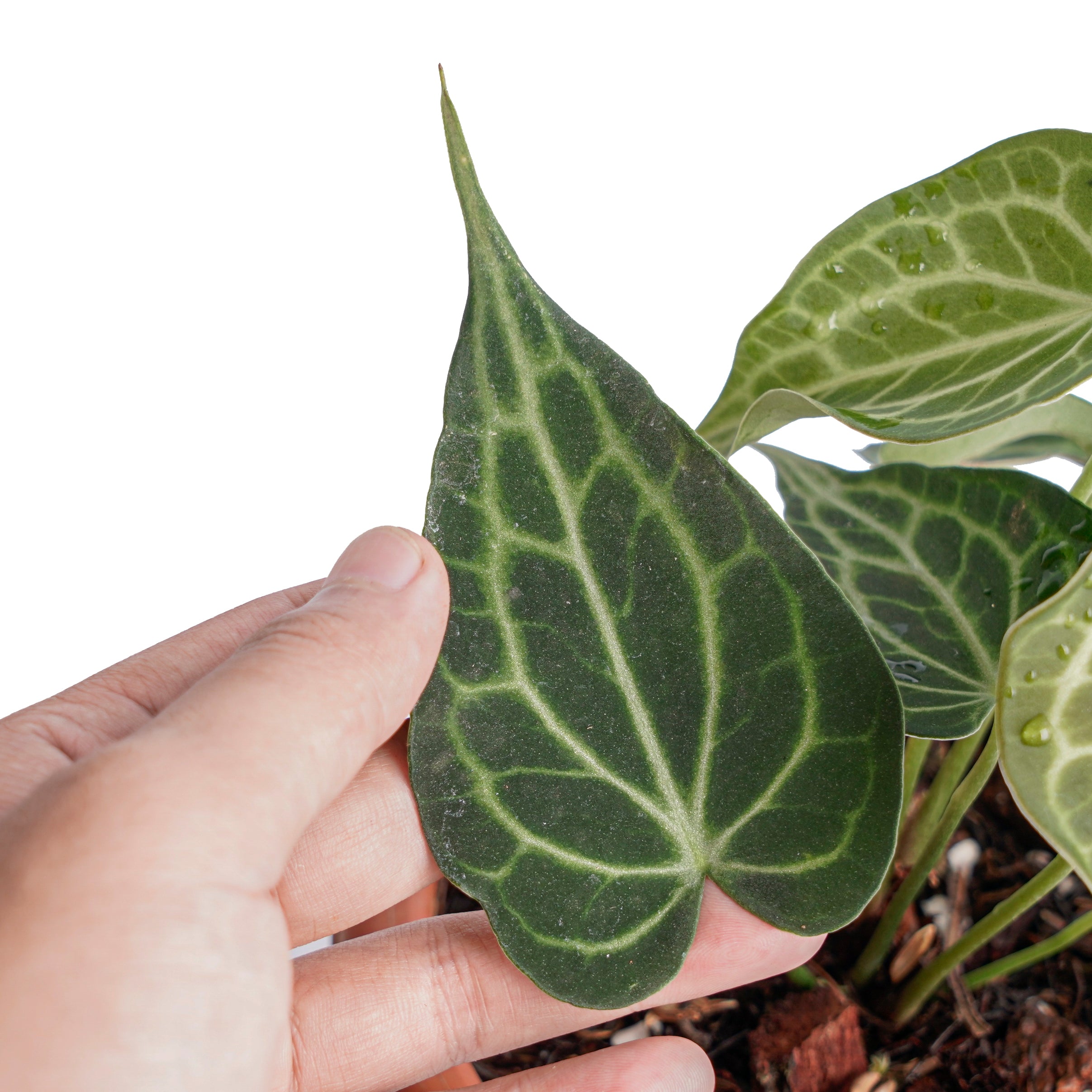 Anthurium king clarinervium