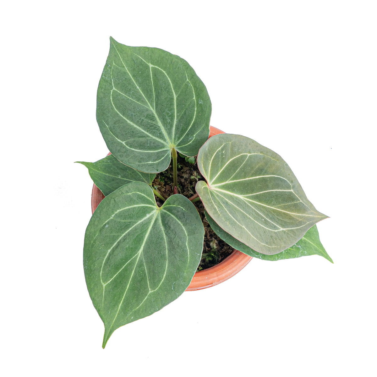 Anthurium King of spades  - Aroidmarket