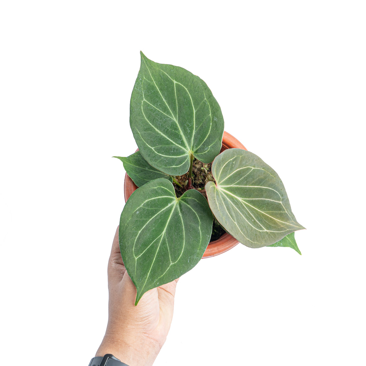 Anthurium King of spades  - Aroidmarket