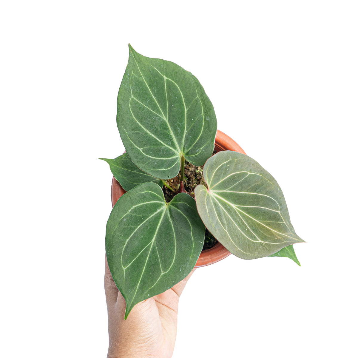 Anthurium King of spades  - Aroidmarket