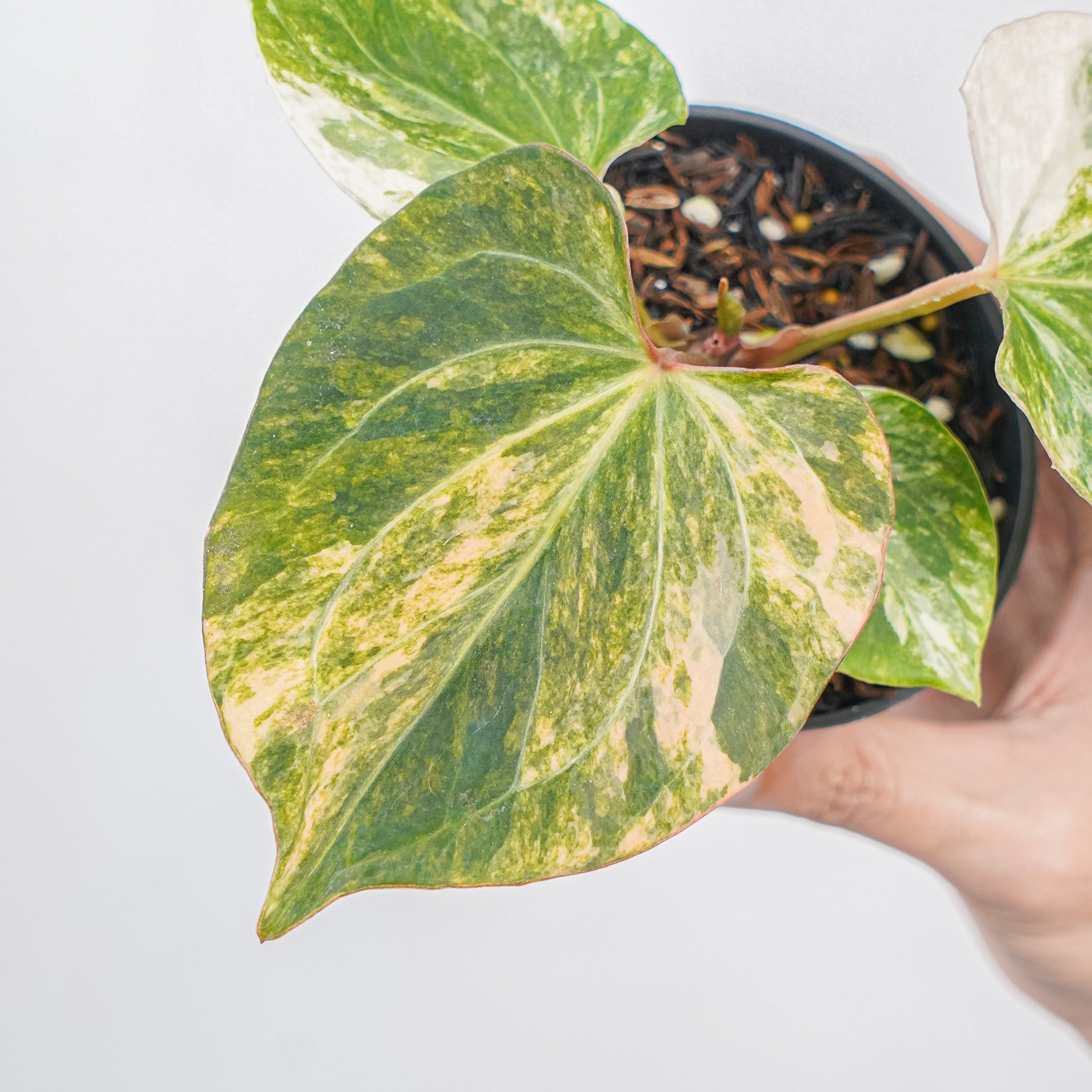 Anthurium king of spades albo variegated