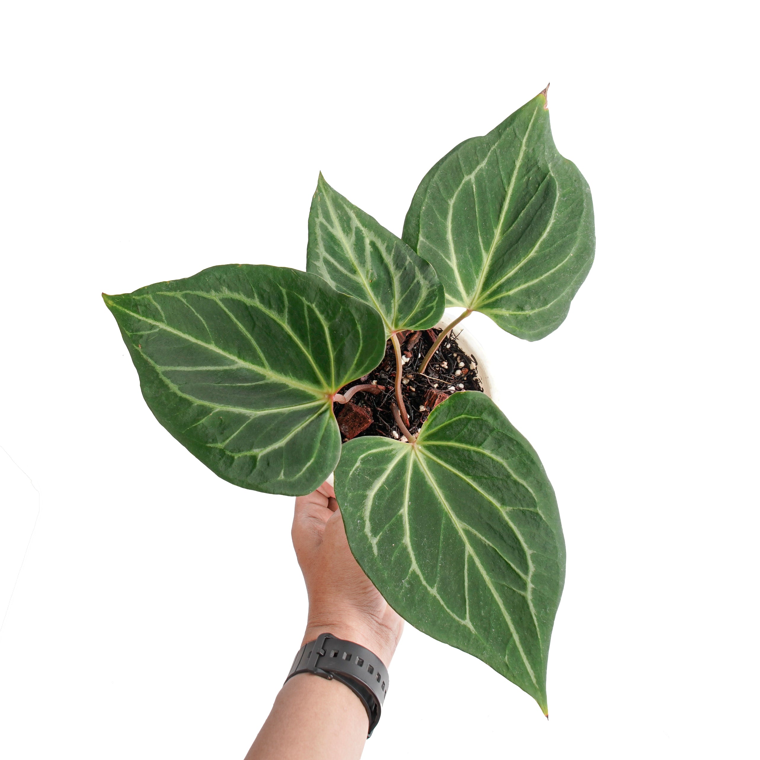 Anthurium king of spades butterfly