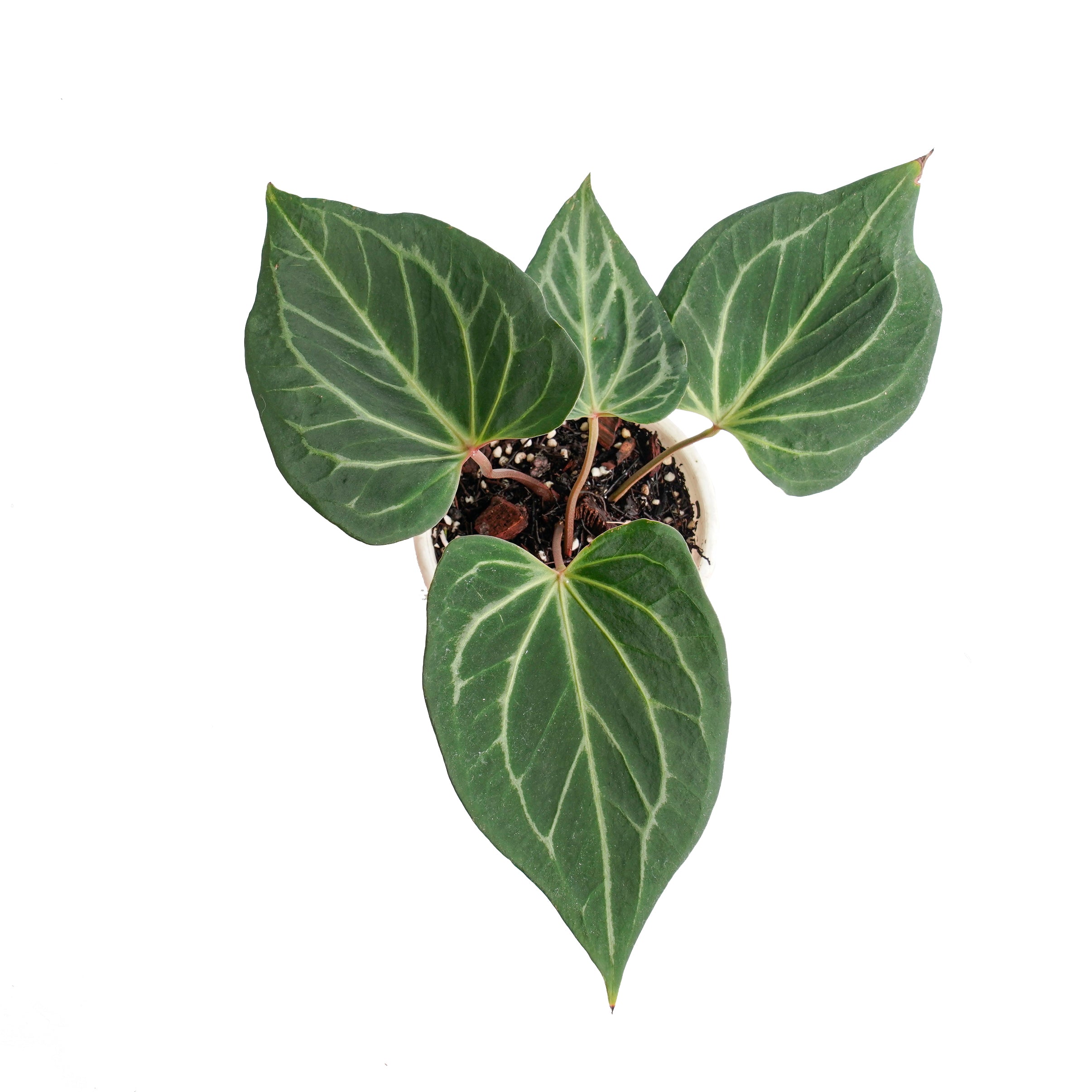 Anthurium king of spades butterfly