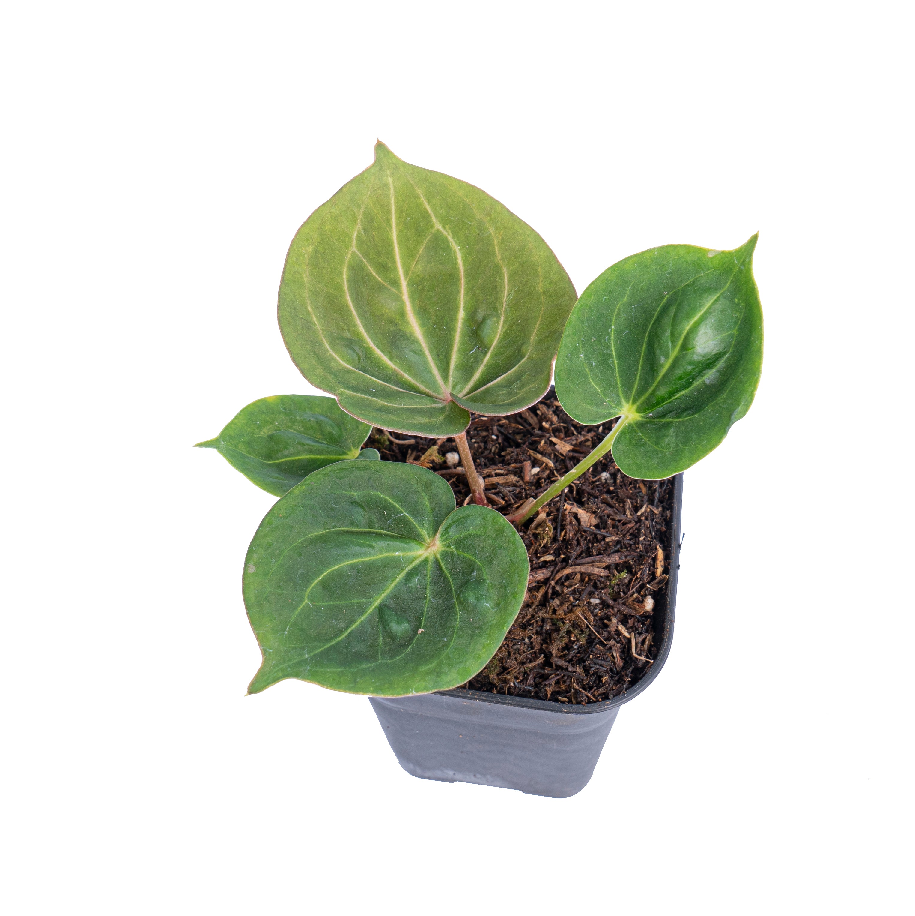 Anthurium king of spades mutation