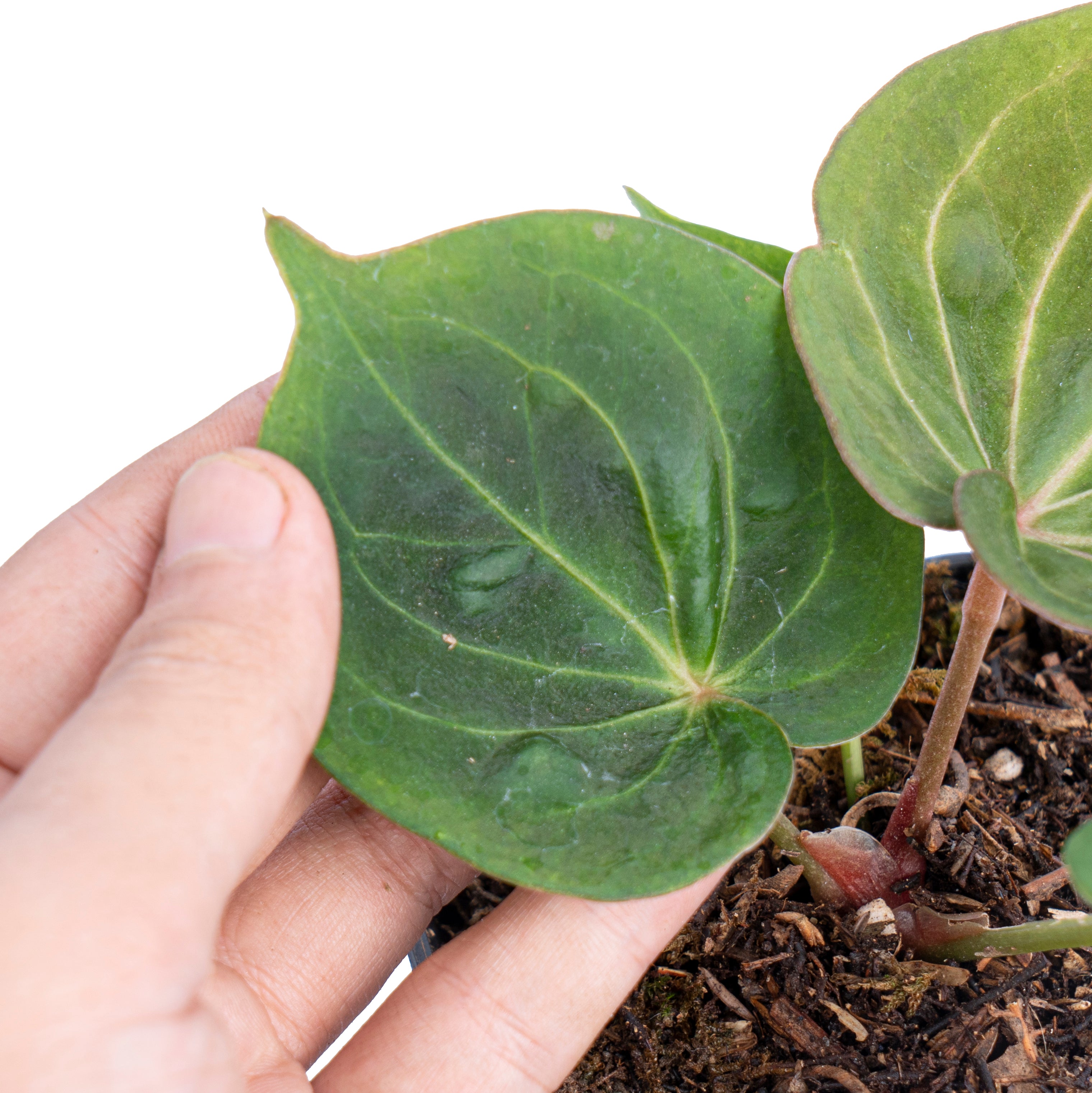Anthurium king of spades mutation