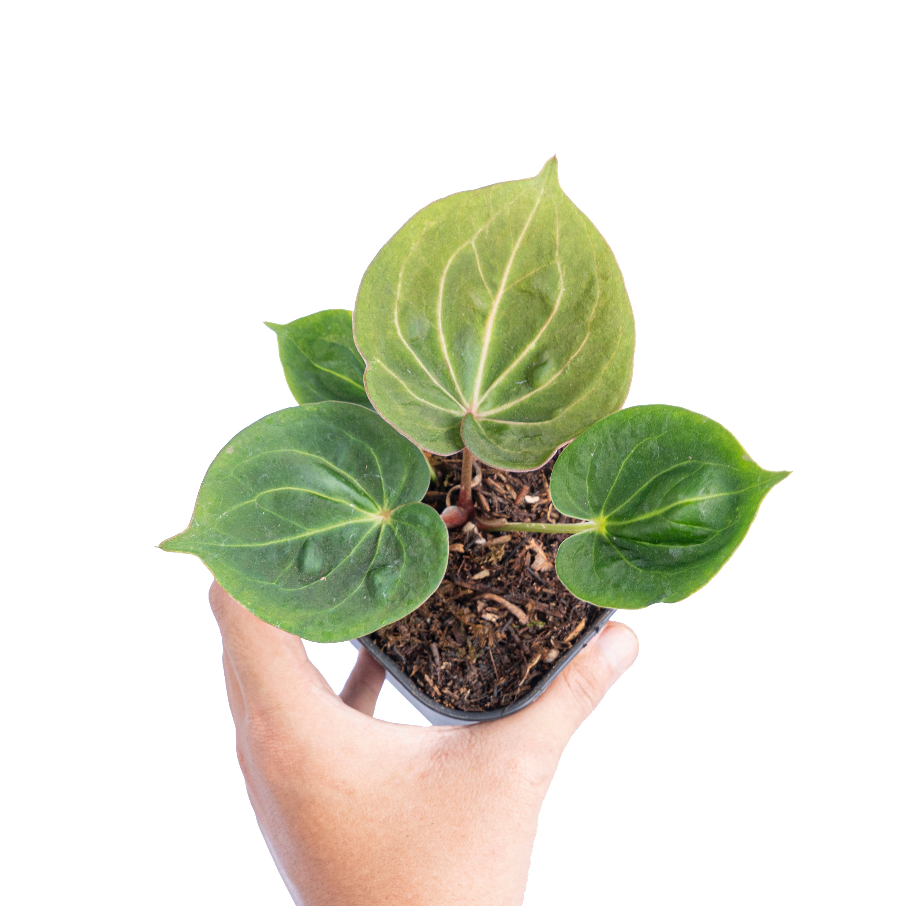 Anthurium king of spades mutation