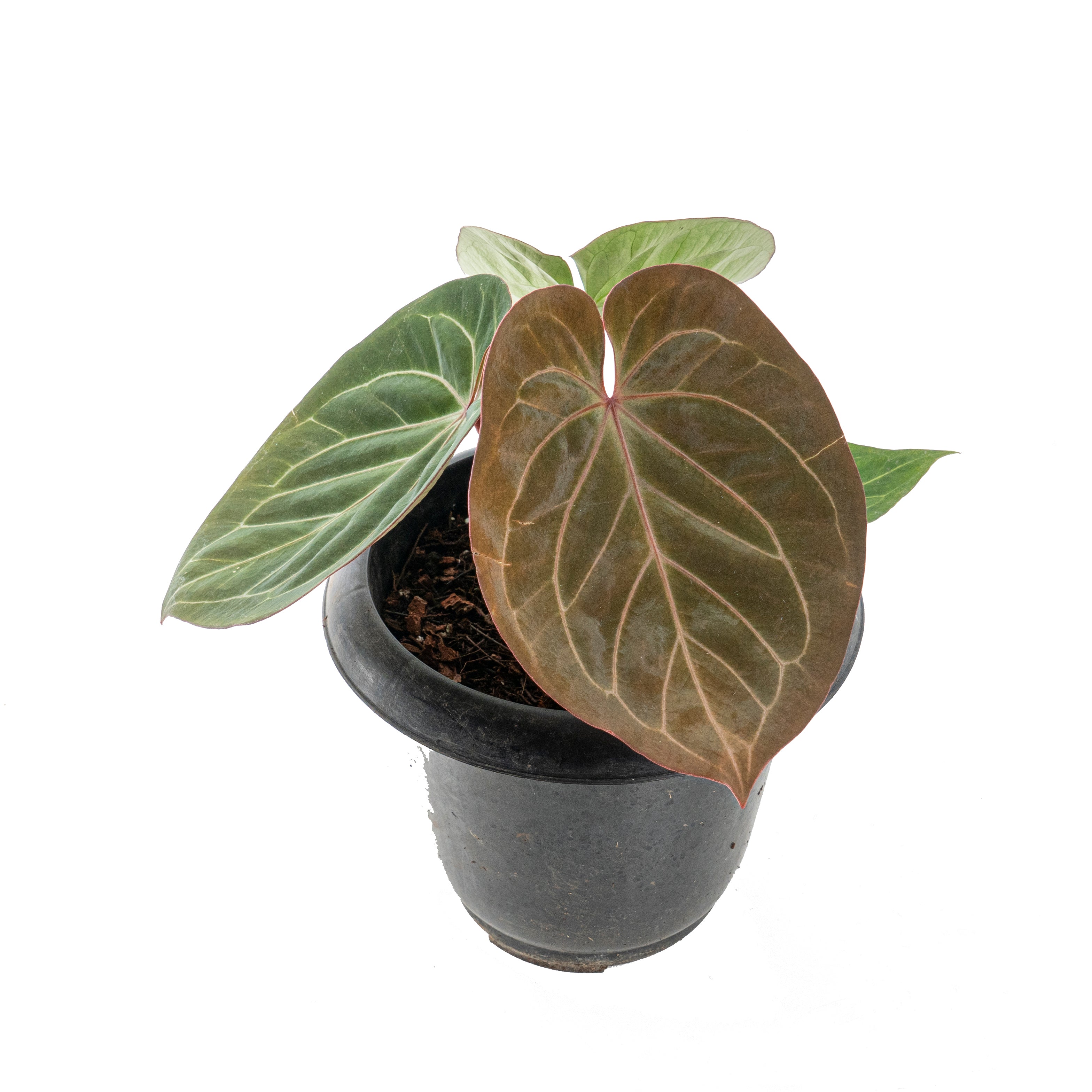 Anthurium king of spades red