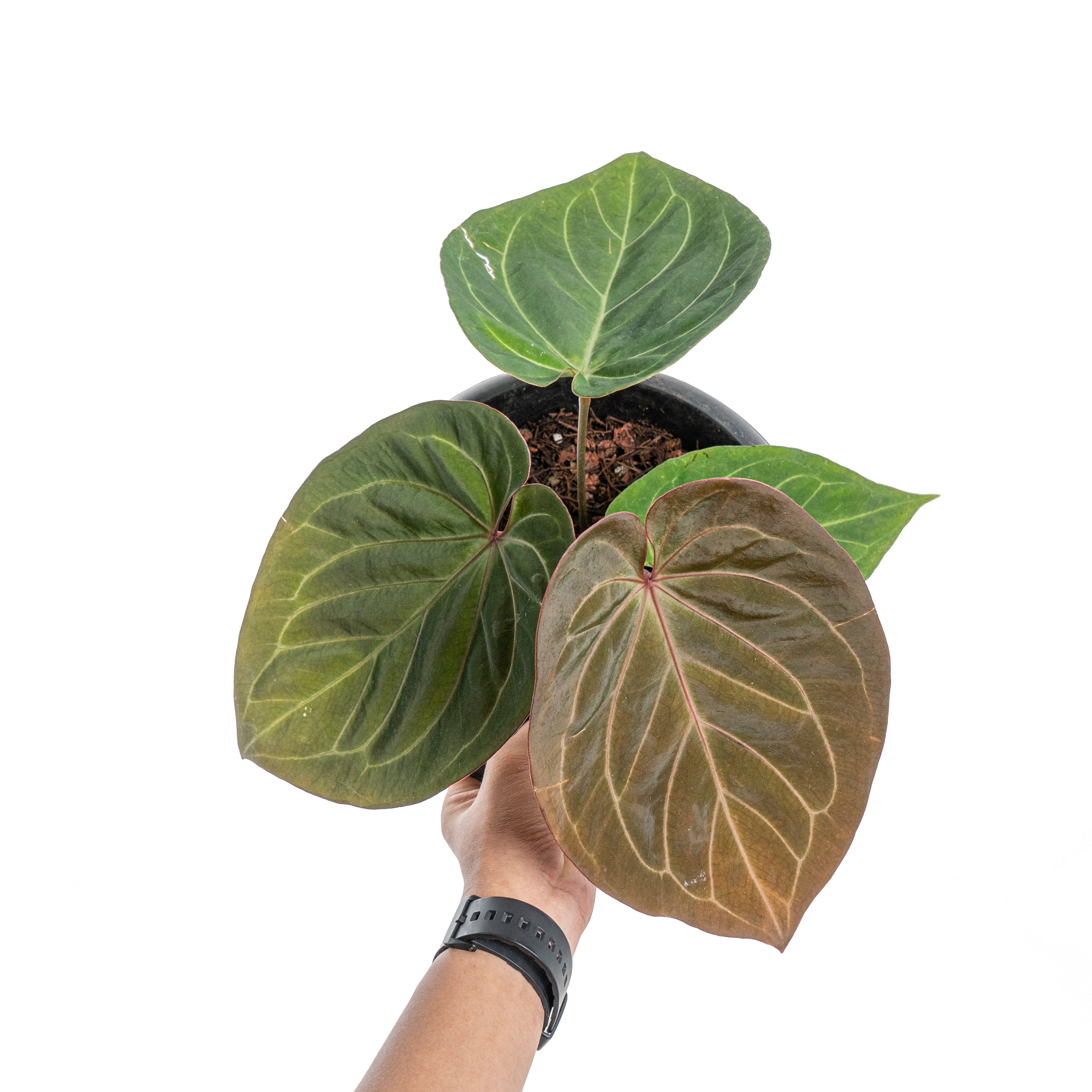 Anthurium king of spades red