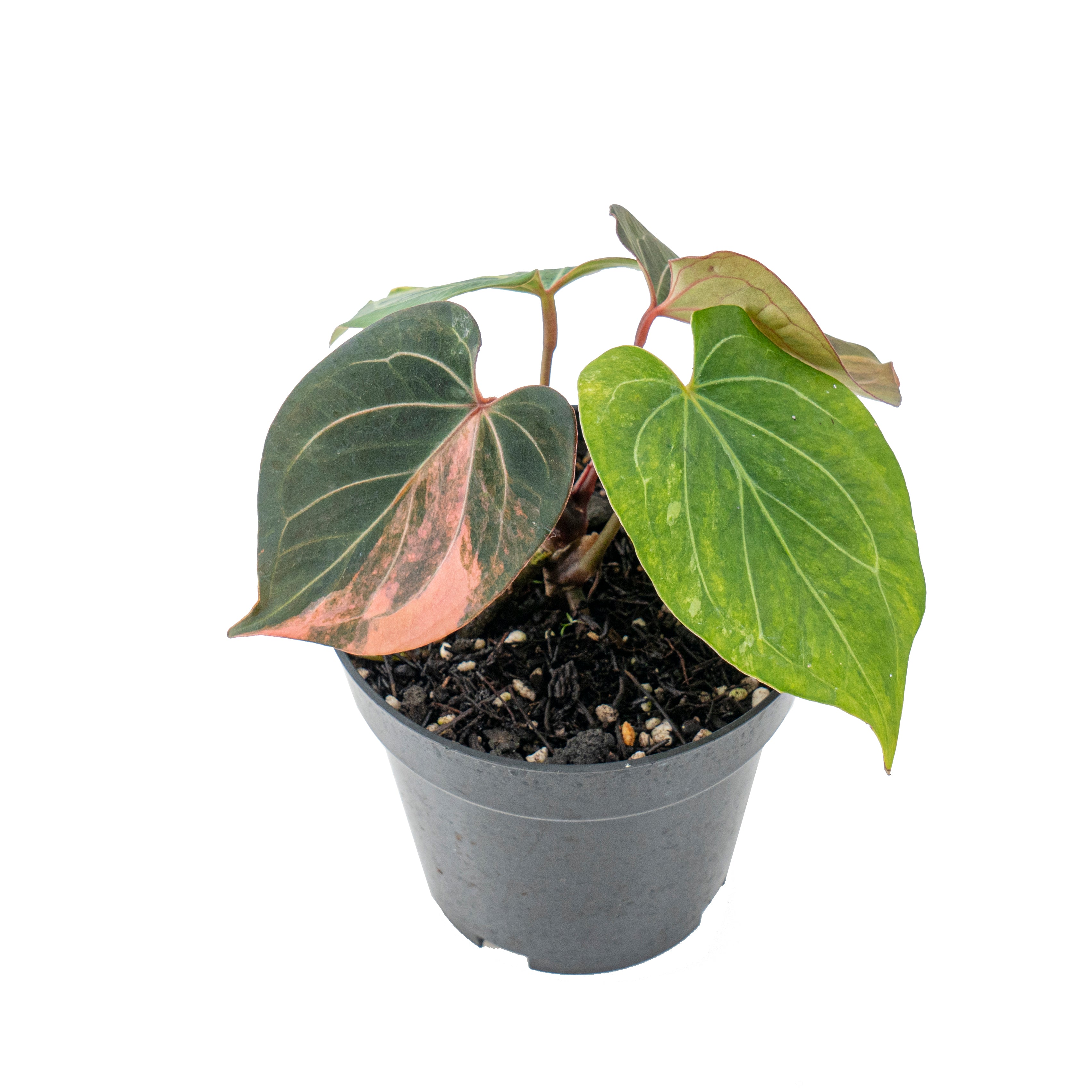 Anthurium king  of spades variegated