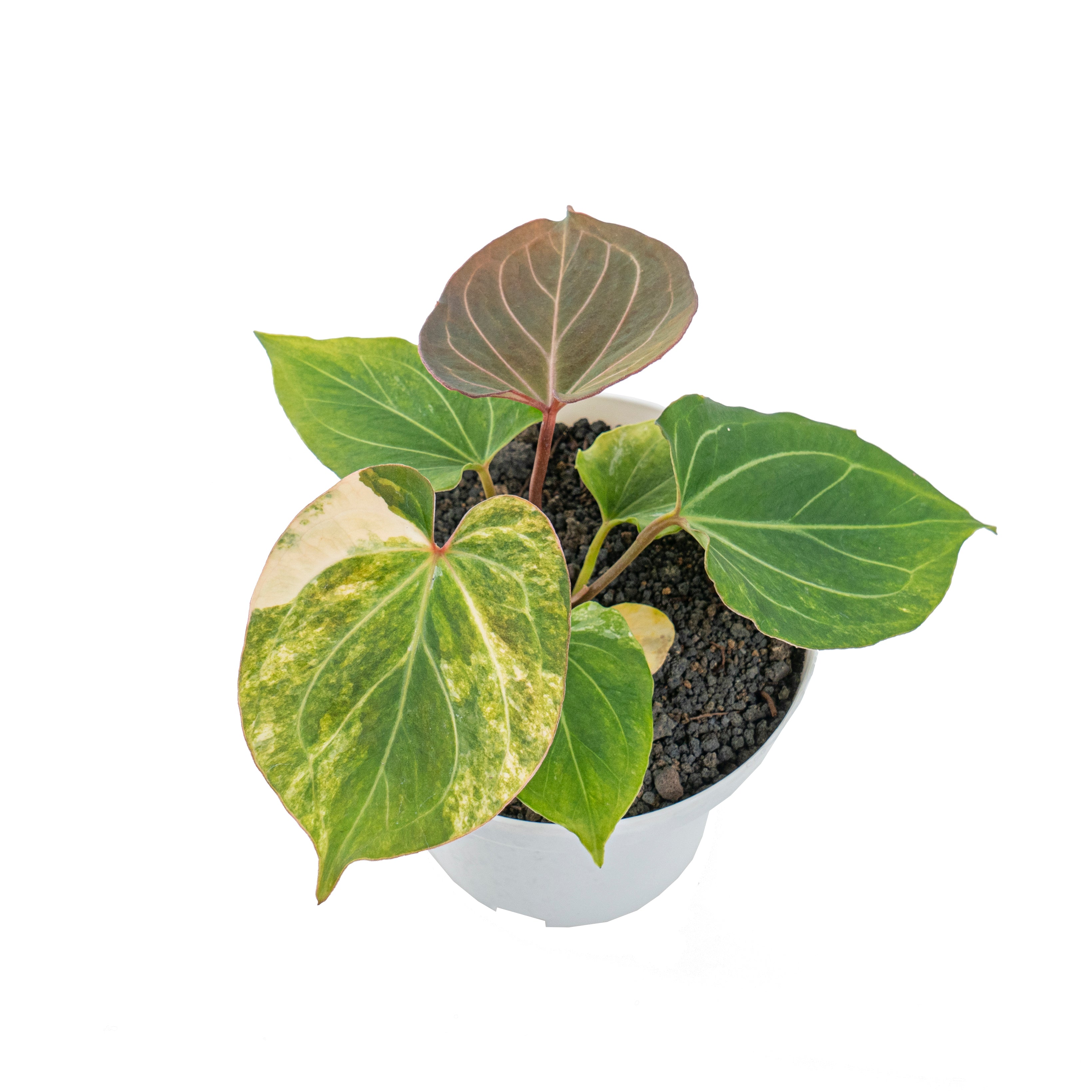 Anthurium king  of spades variegated