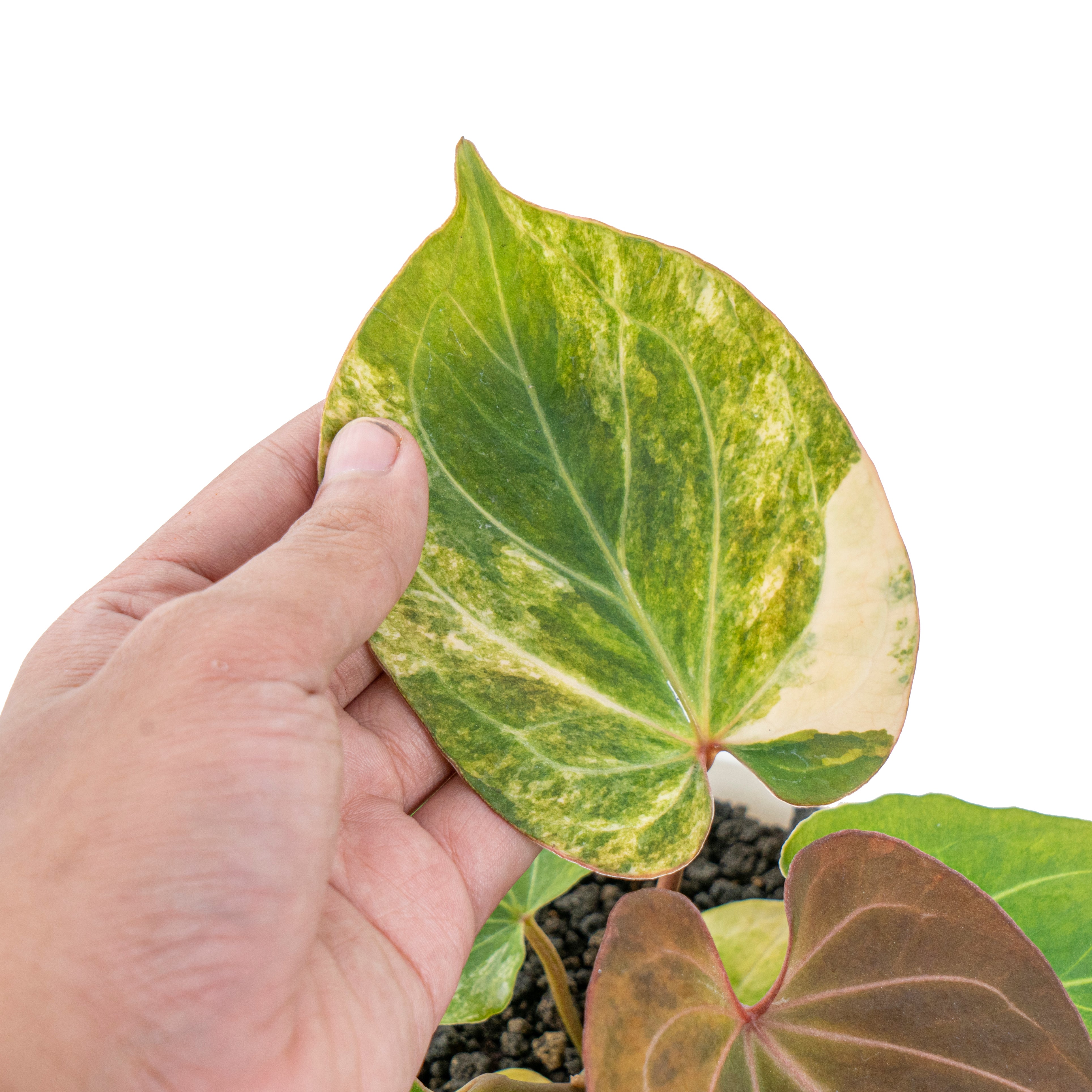 Anthurium king  of spades variegated