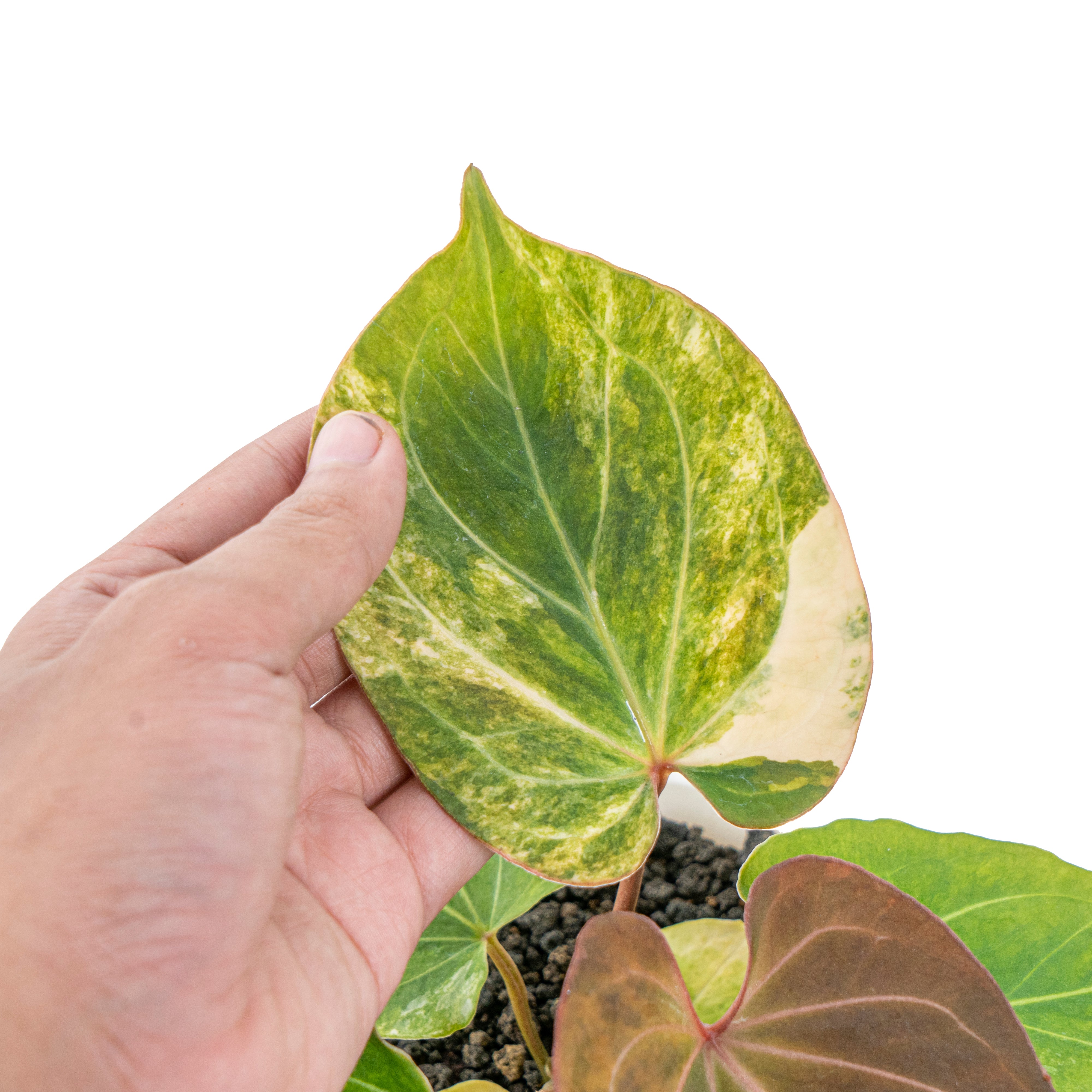 Anthurium king  of spades variegated