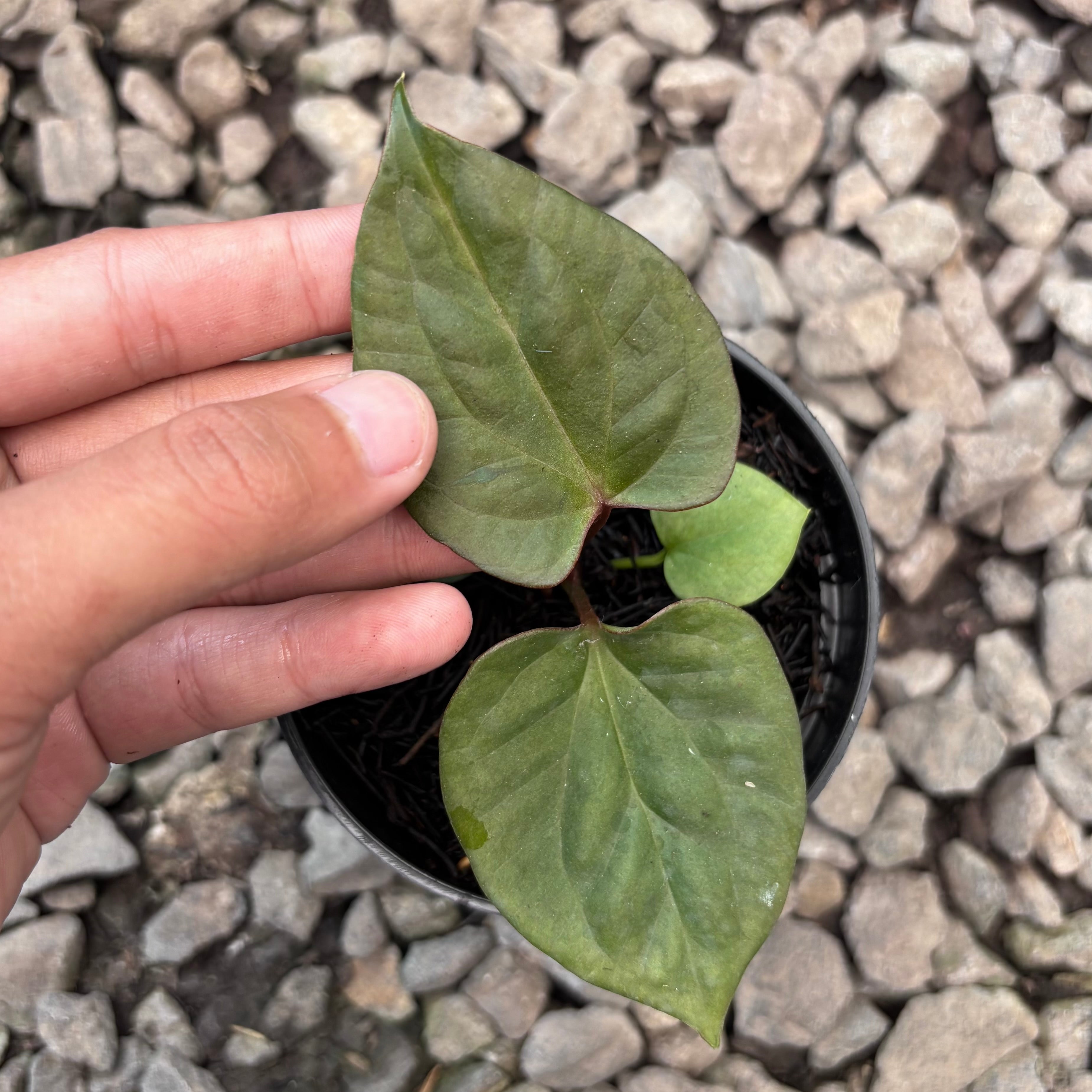 Anthurium king of spades x luxurians
