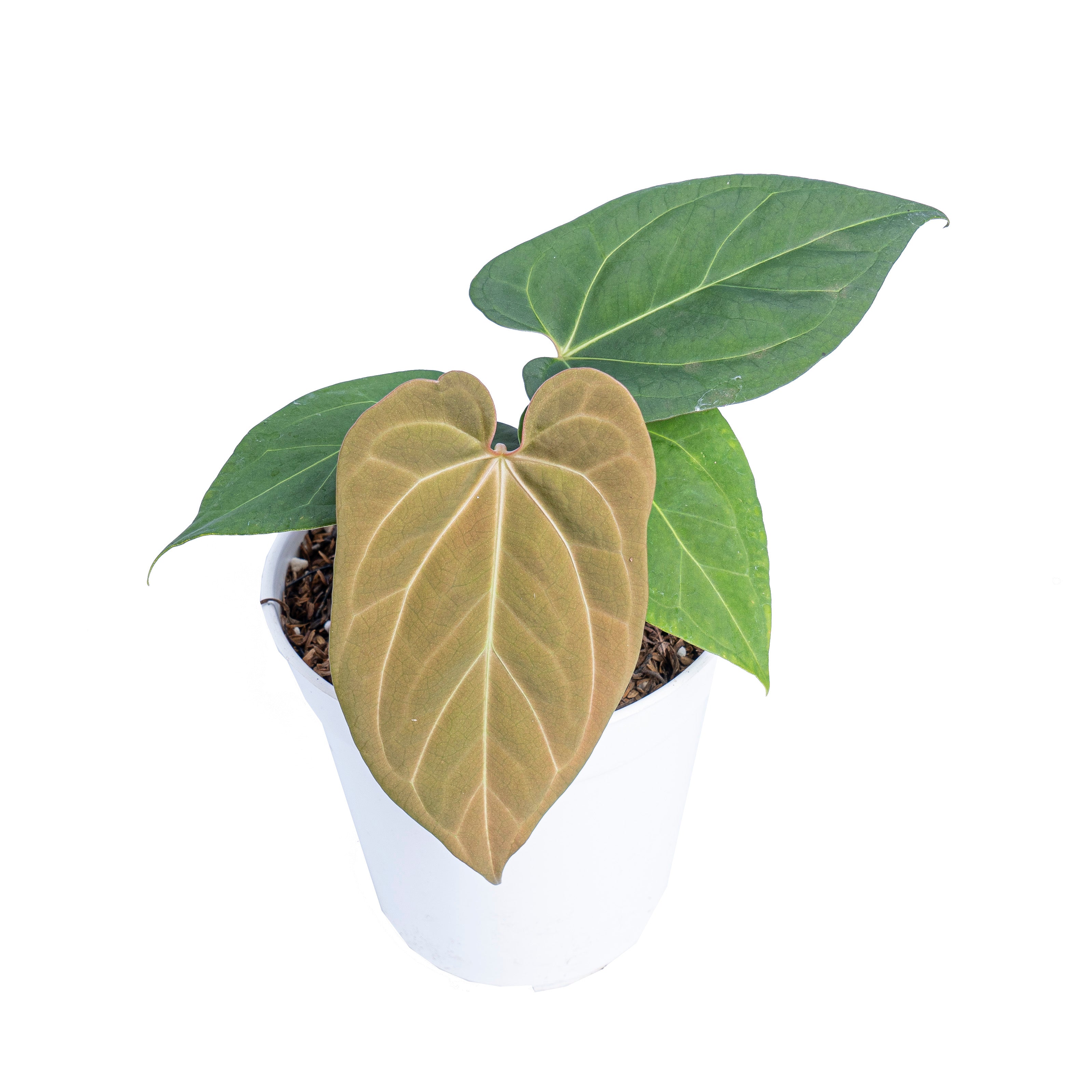 Anthurium king of spades x papillilaminum